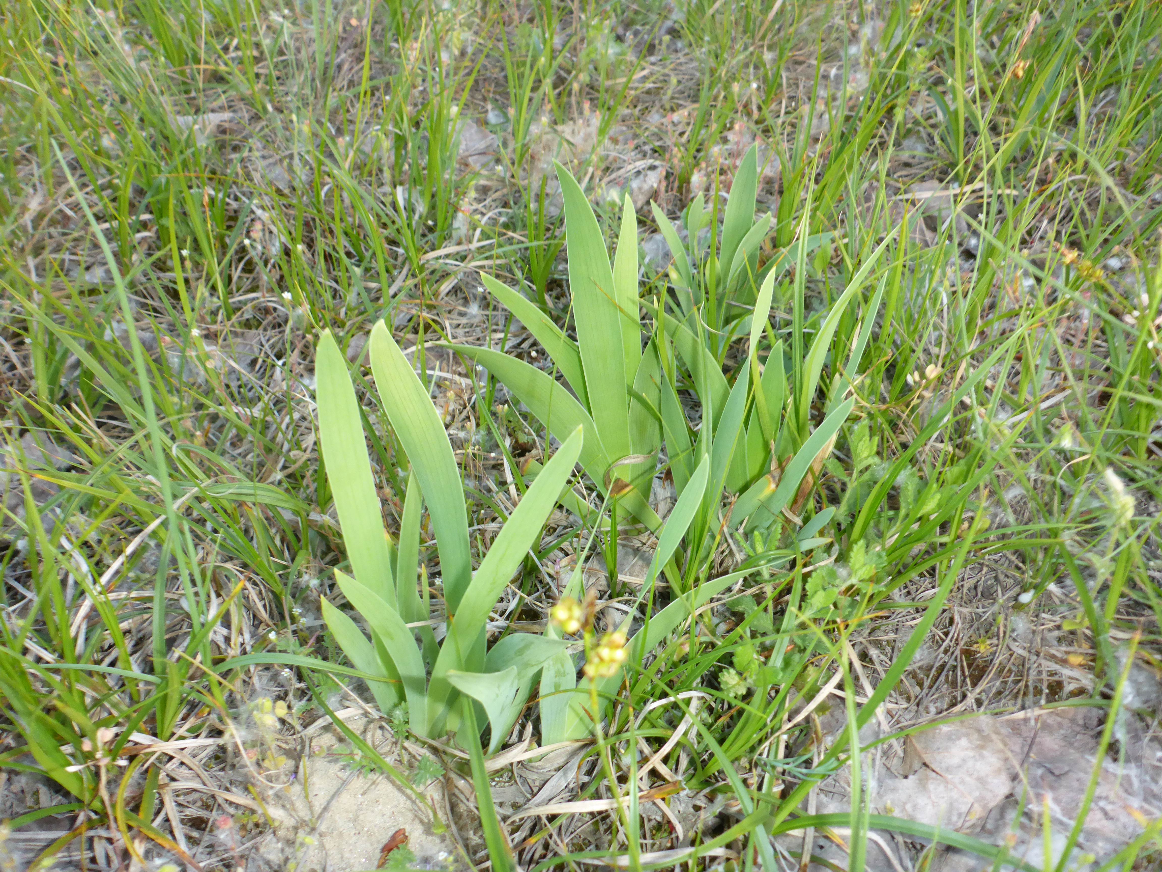 P1160670 2025-04-27 lobau bei mühlleiten, iris pumila.jpg