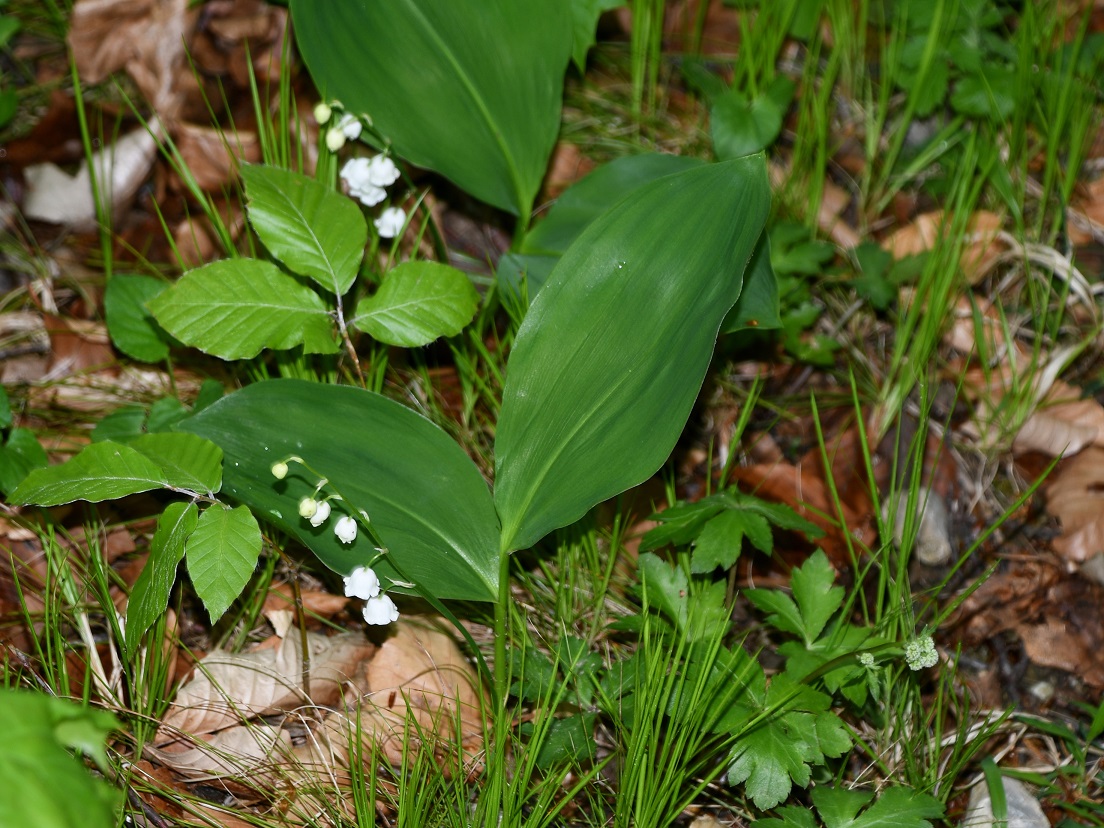 Kaltenl - 26042025 - (275) - Convallaria majalis - Maiglöckchen.JPG