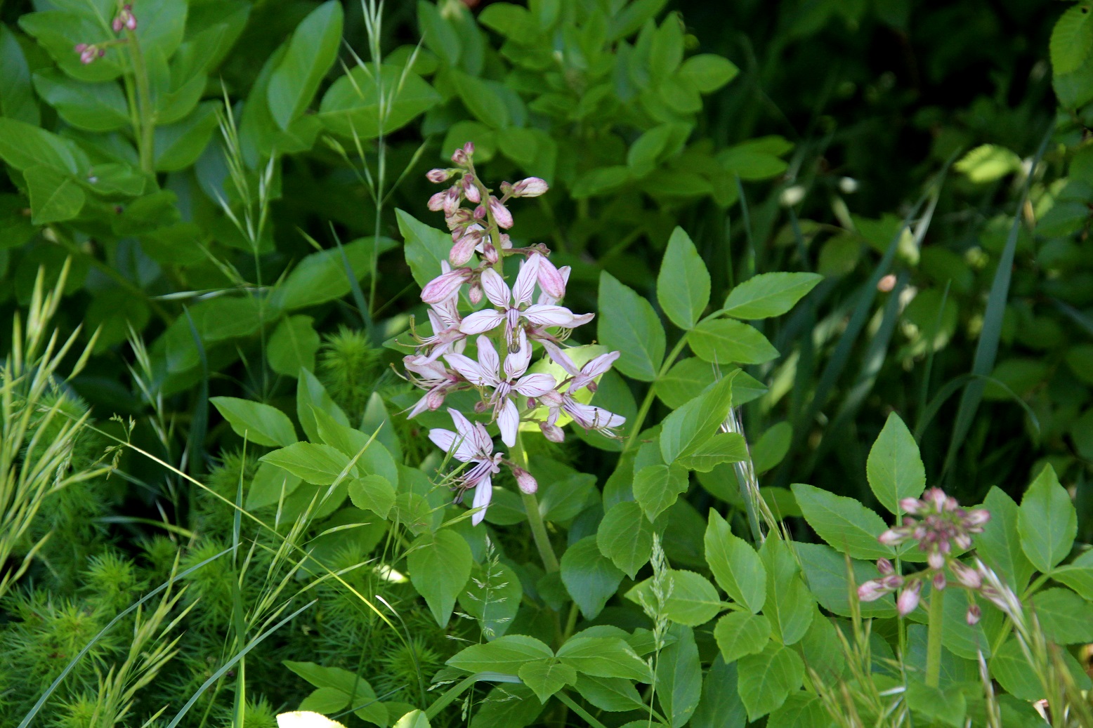 Spitzerberg - 27042025 - (148) - - Dictamnus albus - Diptam - Blühbeginn.JPG