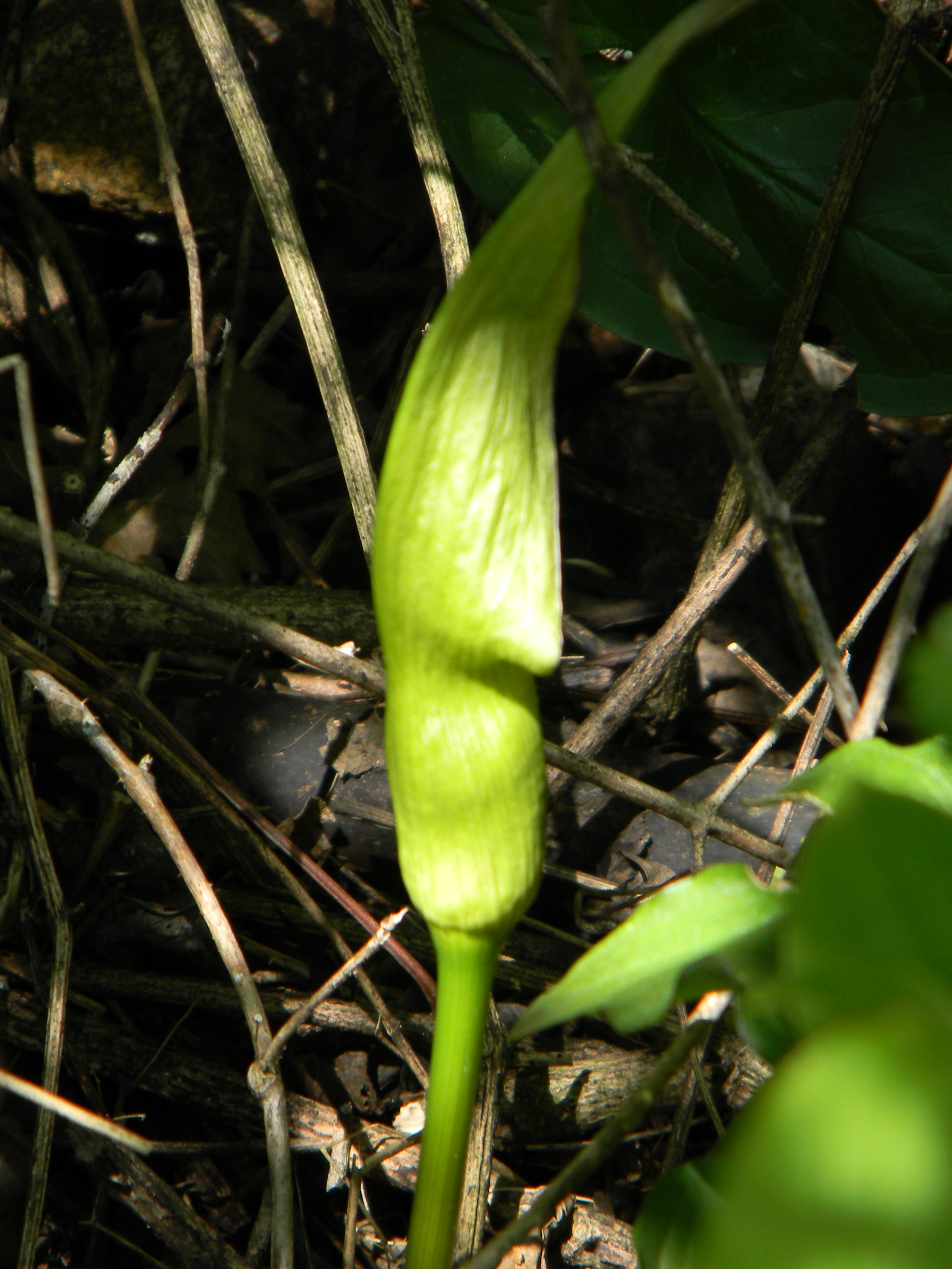 DSCN1038 Arum cylindraceum, Wiesenfeld.JPG