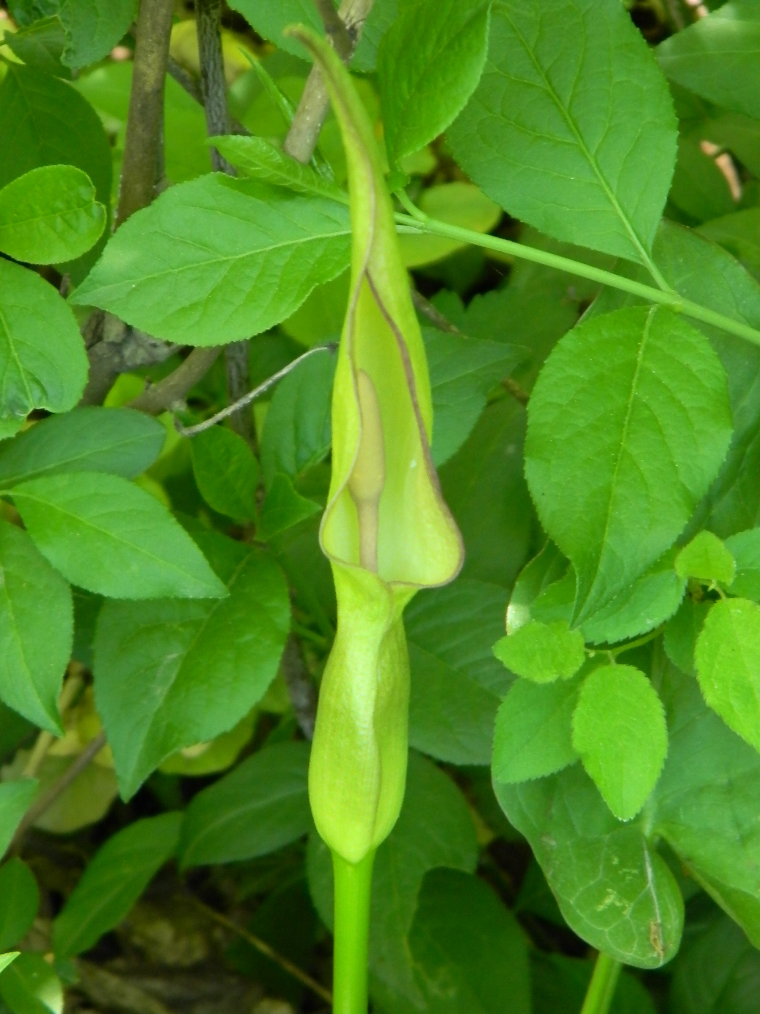 DSCN1041 Arum cylindraceum, Gaiseben.JPG