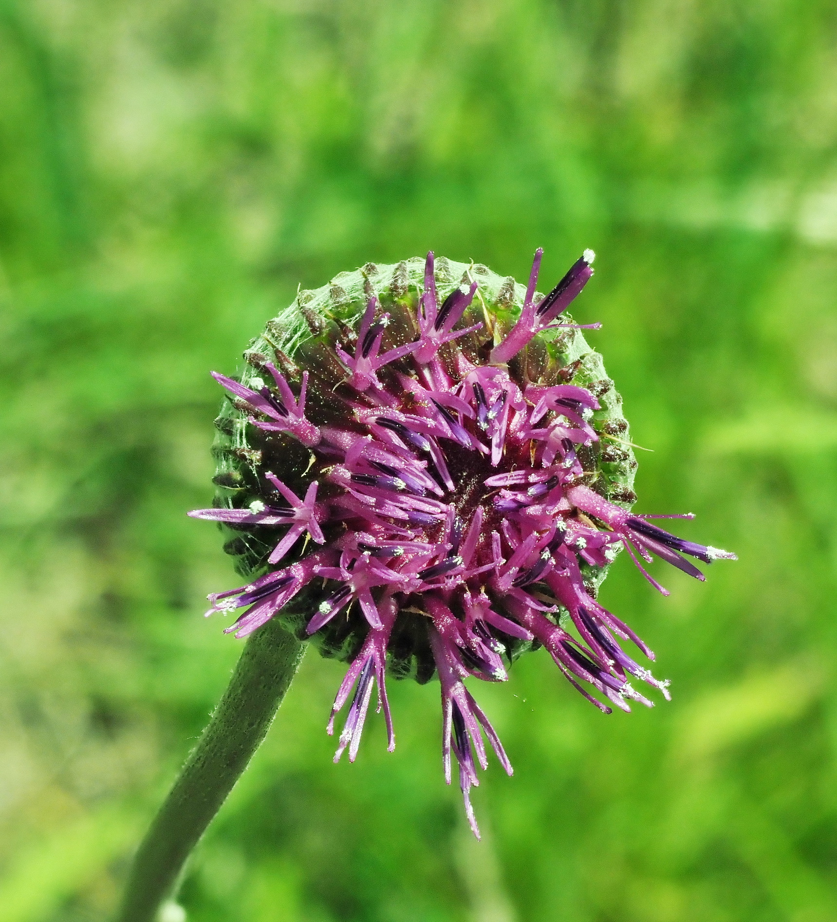 Jurinea mollis.JPG