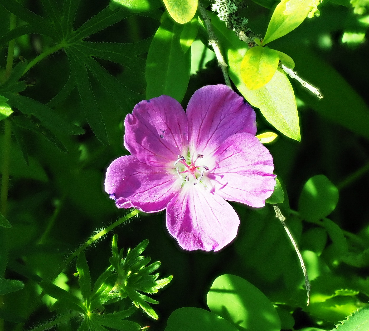 Geranium sanguineum.JPG