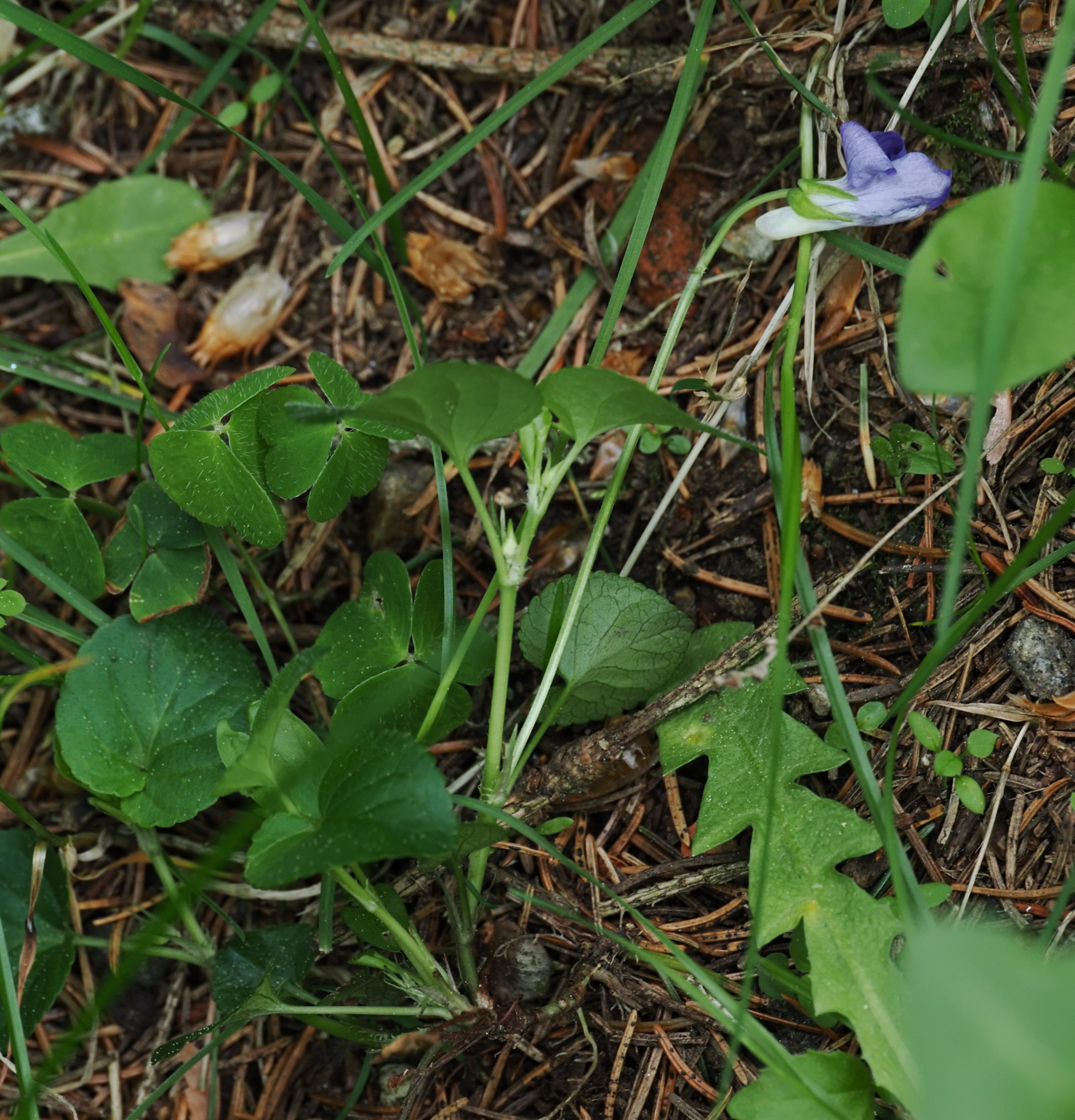 20250503_P5030555_0563_Viola_canina.jpg