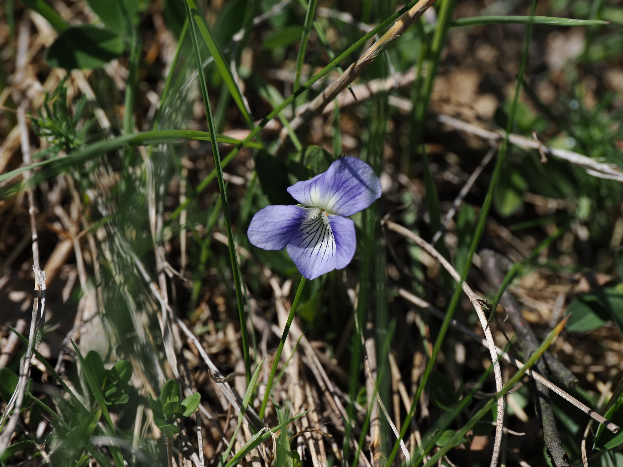20250502_P5020455_0463_Viola_canina1.jpg