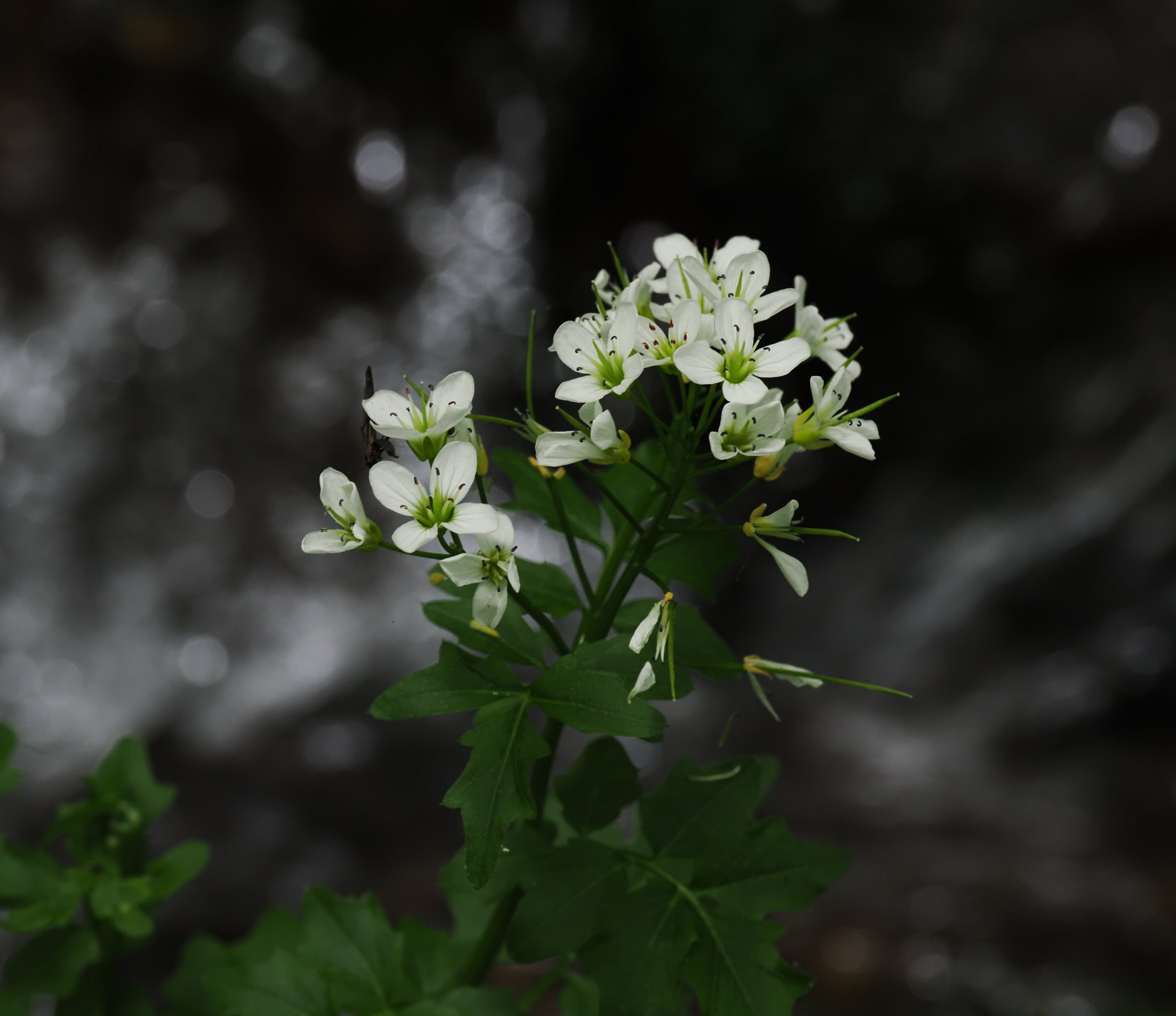 20250503_P5030549_0557_Cardamine amara.jpg