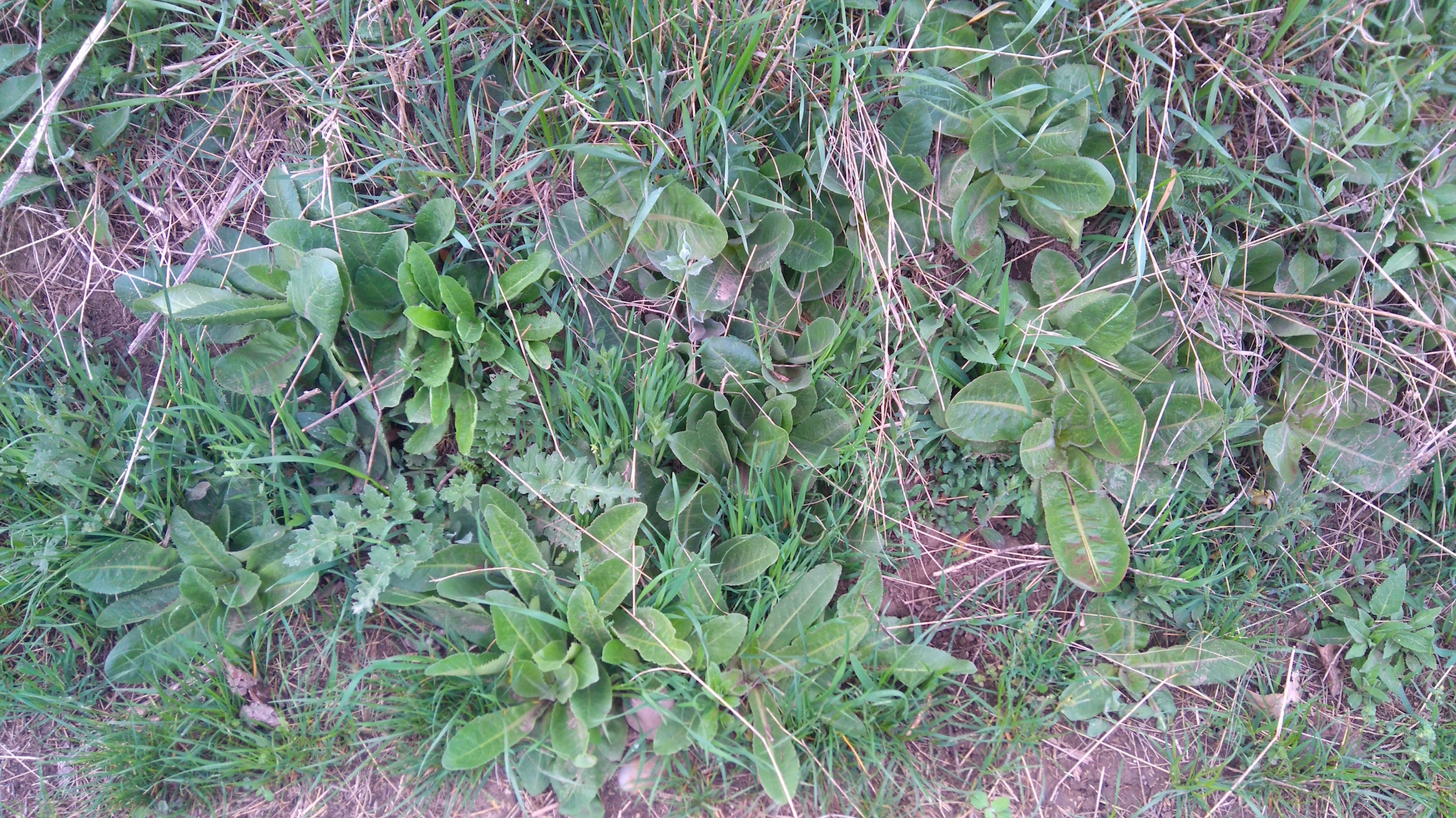 goldberg oberlaa taraxacum serotinum_8056.JPG