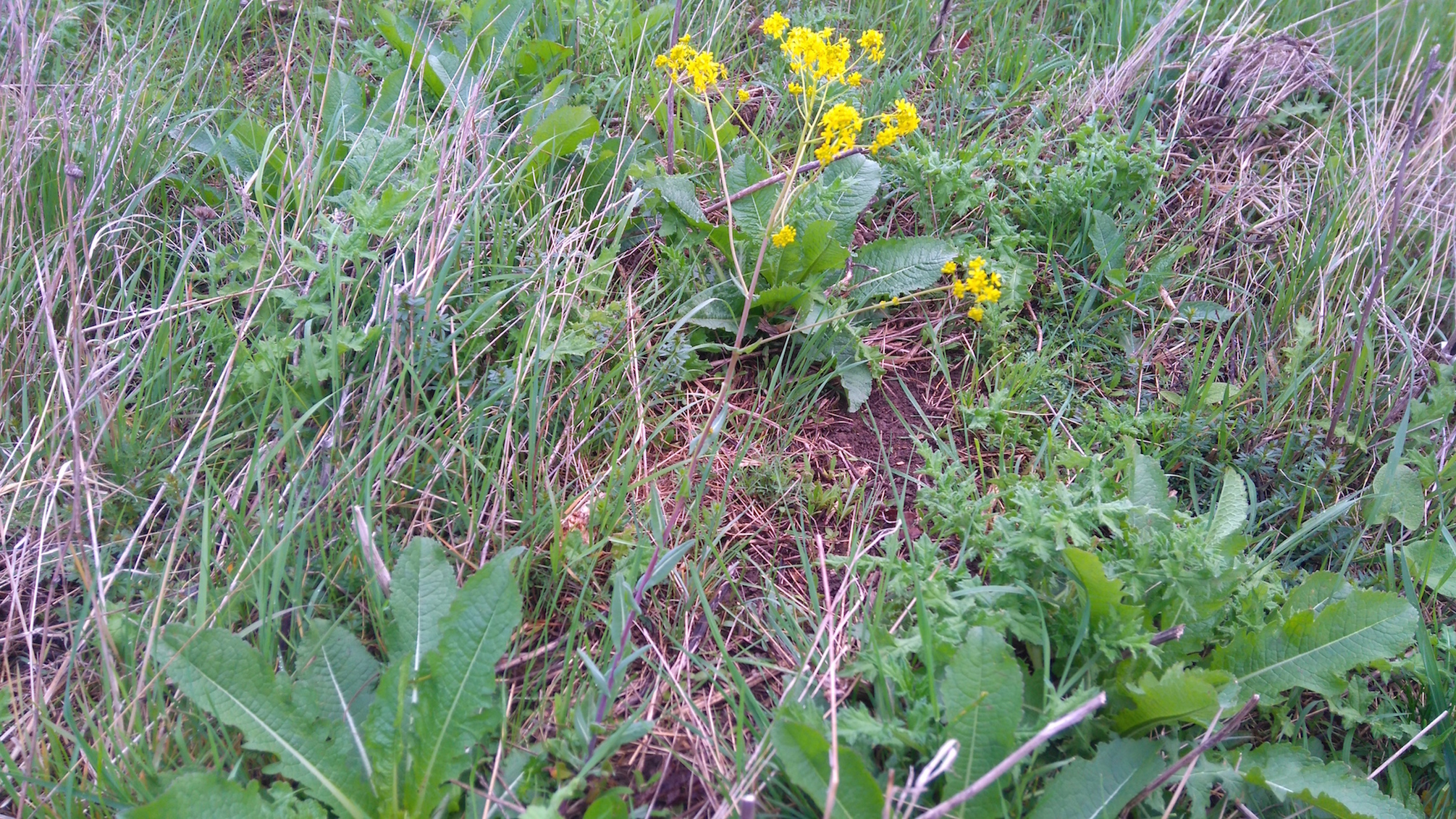 goldberg oberlaa isatis tinctoria_8049.JPG