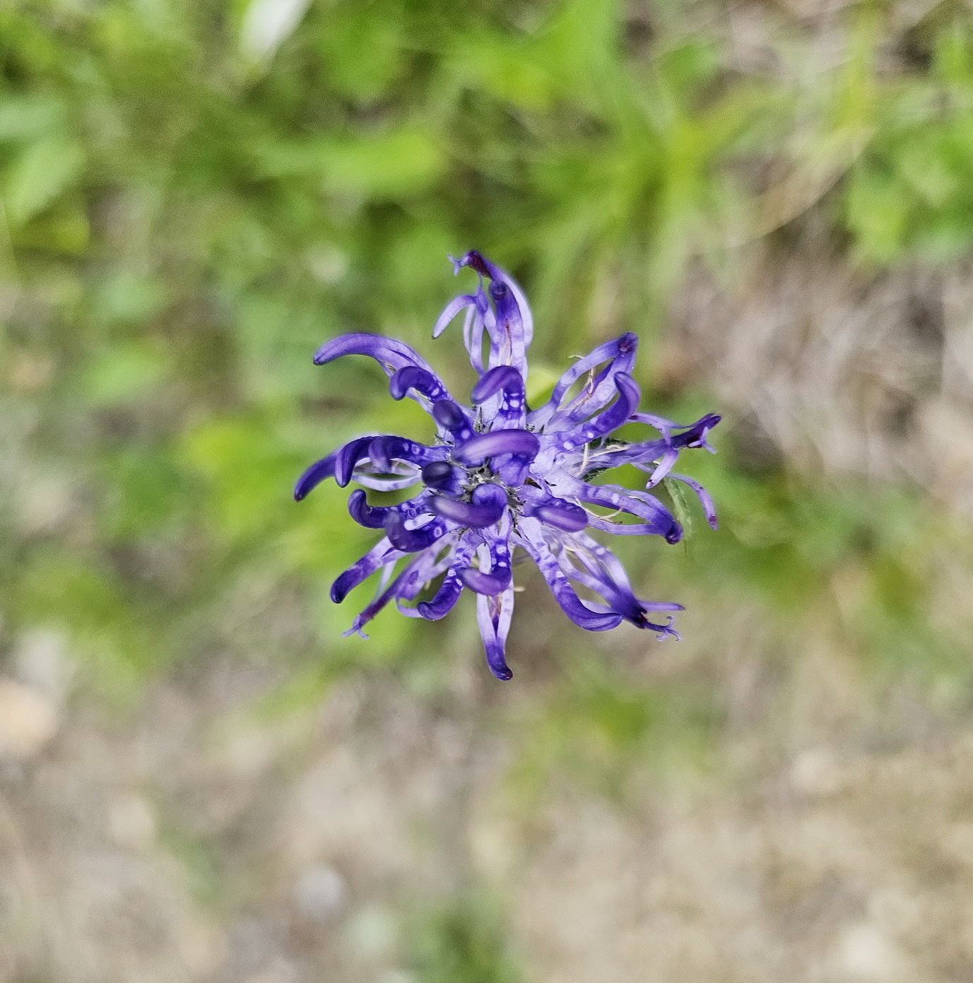 Phyteuma orbiculare.jpg
