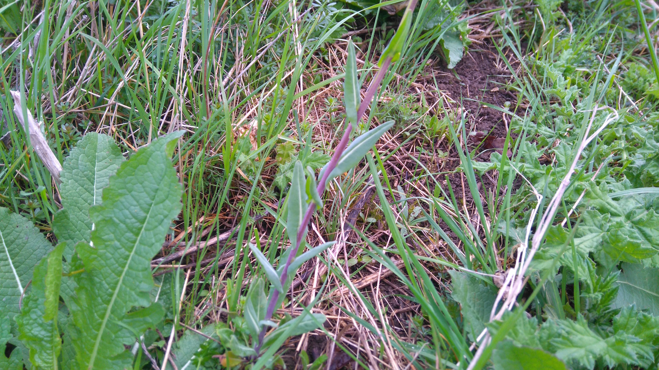 goldberg oberlaa isatis tinctoria_8050.JPG