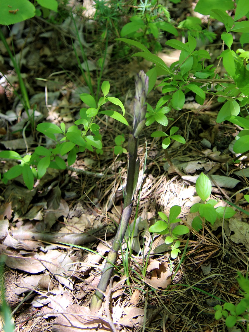 Hundsheimer Berg - 01052025 - (130) - Limodorum abortivum - Violett-Dingel - Austrieb.JPG