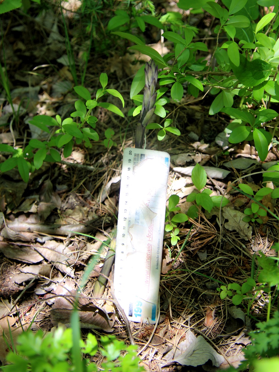 Hundsheimer Berg - 01052025 - (131) - Limodorum abortivum - Violett-Dingel - Austrieb.JPG