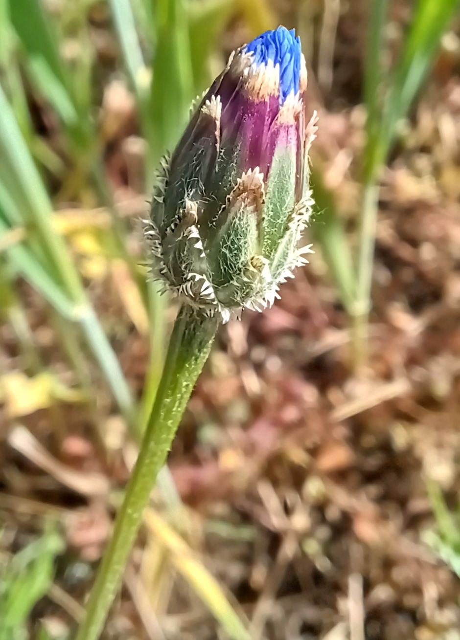 cyanus segetum fischamend 20250509_095523.jpg
