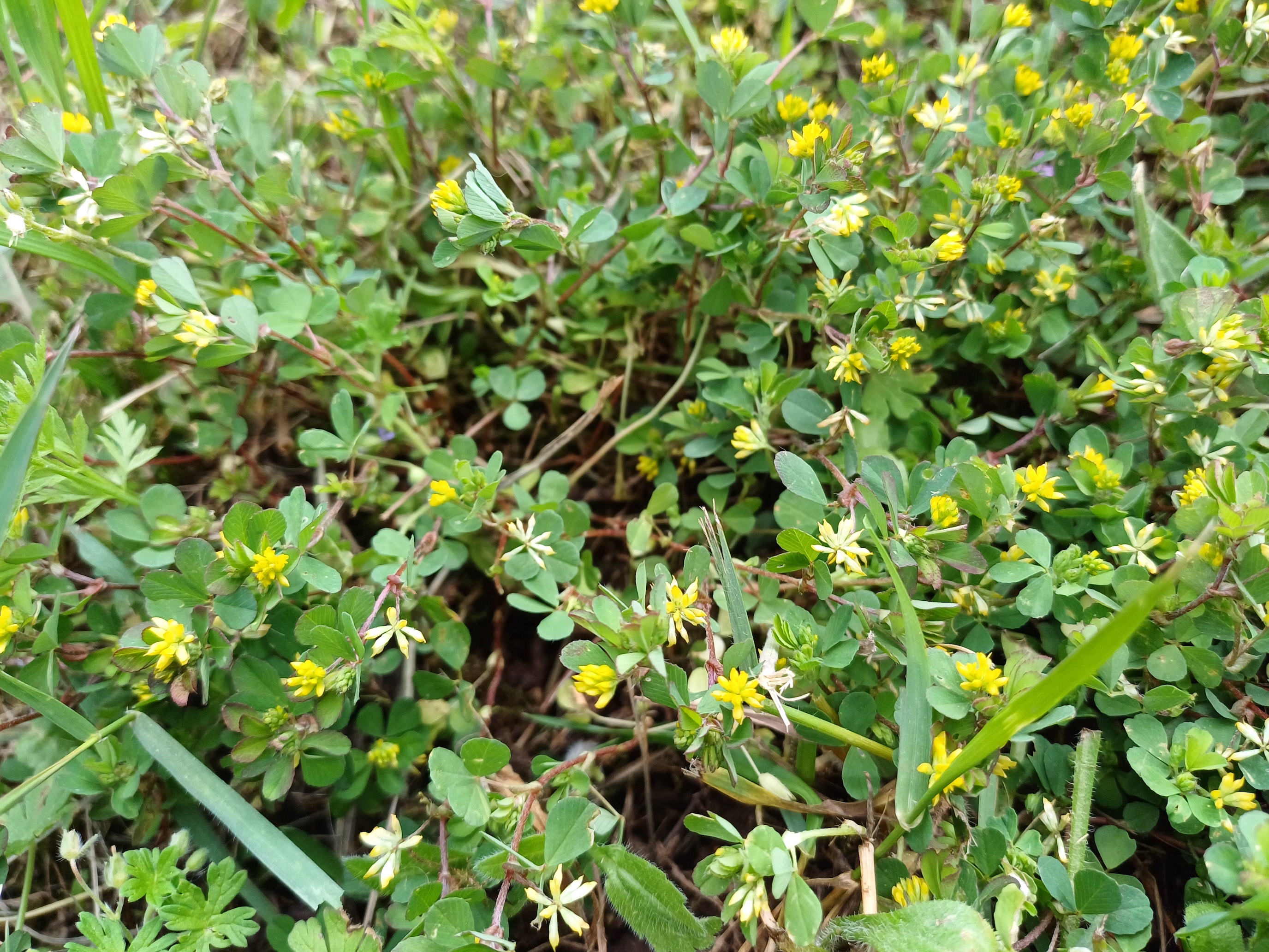 trifolium dubium fischamend 20250509_103845.jpg
