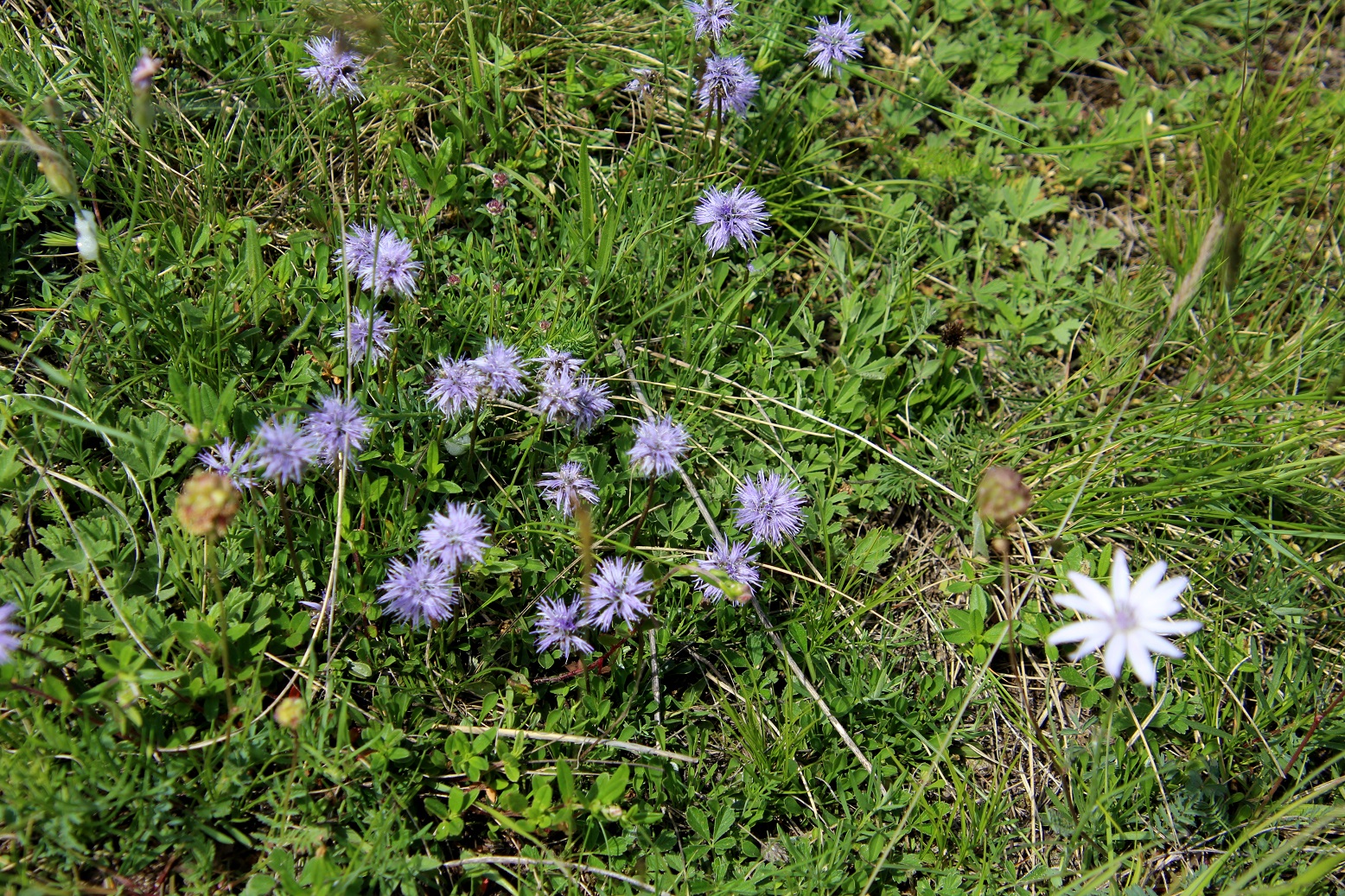 Pdf - 09052025 - (40) - - Globularia cordifolia - Herz-Kugelblume.JPG