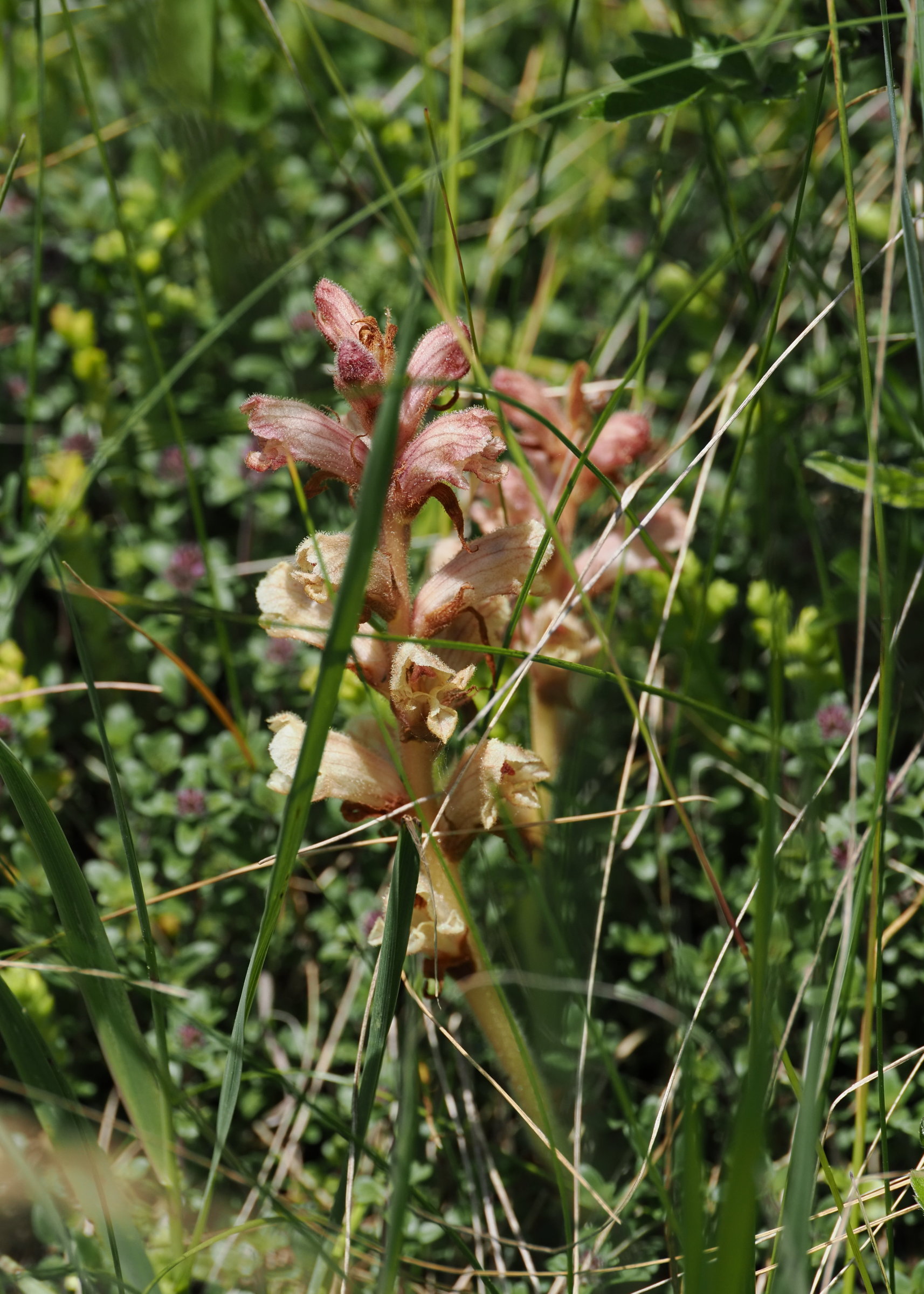 20250510_P5100277_0276_Orobanche_alba_kl.jpg