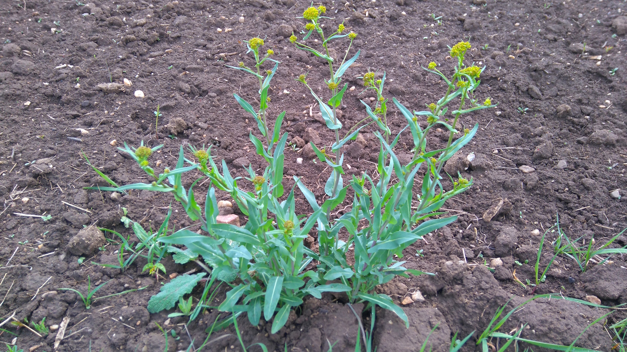goldberg oberlaa isatis tinctoria_8052.JPG