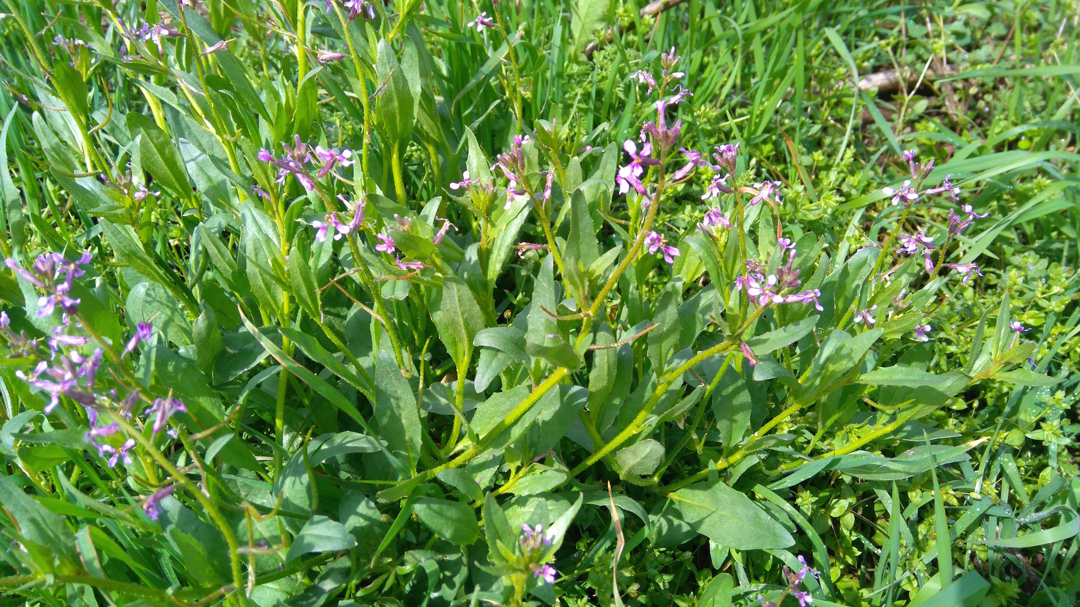 goldberg oberlaa_chorispora tenella_8058.JPG