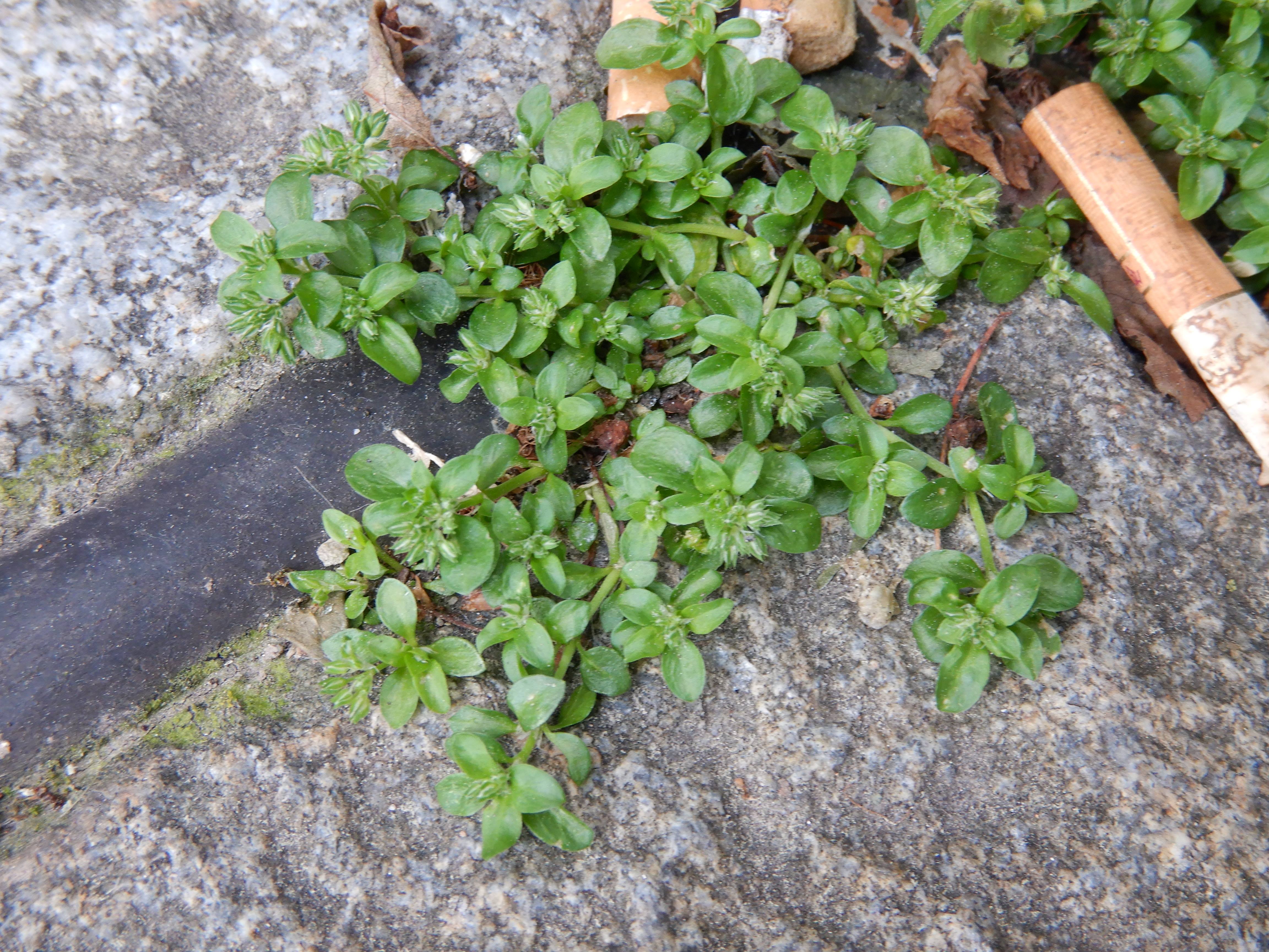 DSCN6581 polycarpon tetraphyllum, wien-1, schwedenplatz-ruprechtskirche, 2025-05-21.jpg
