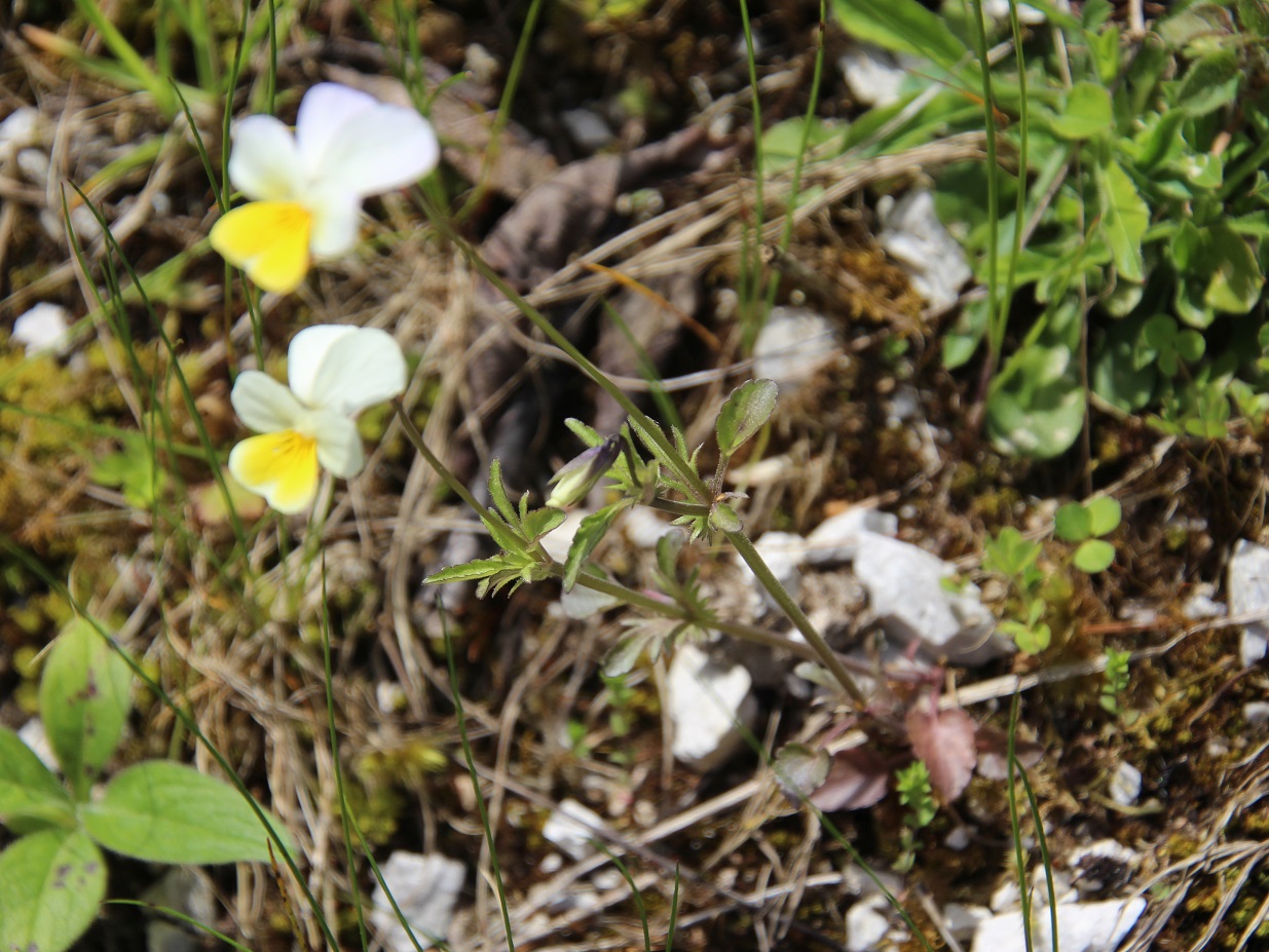 Mariazell - 20052025 - (230) - - Viola arvensis - unsicher.JPG
