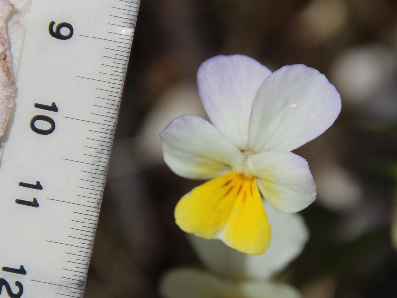 Mariazell- 20052025 - (232) - - Viola arvensis - unsicher.JPG