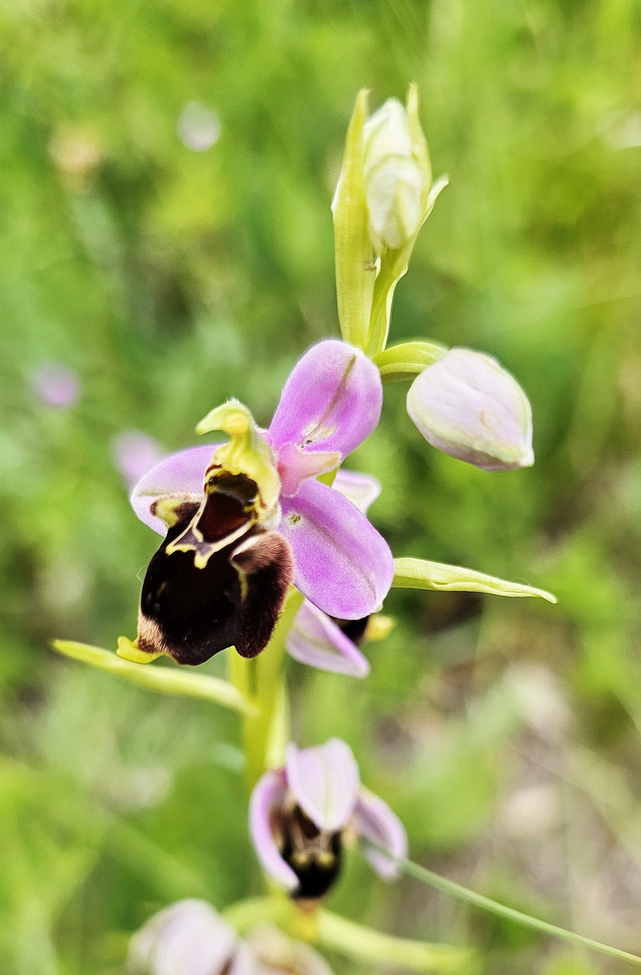 Ophrys holoserica 2.jpg