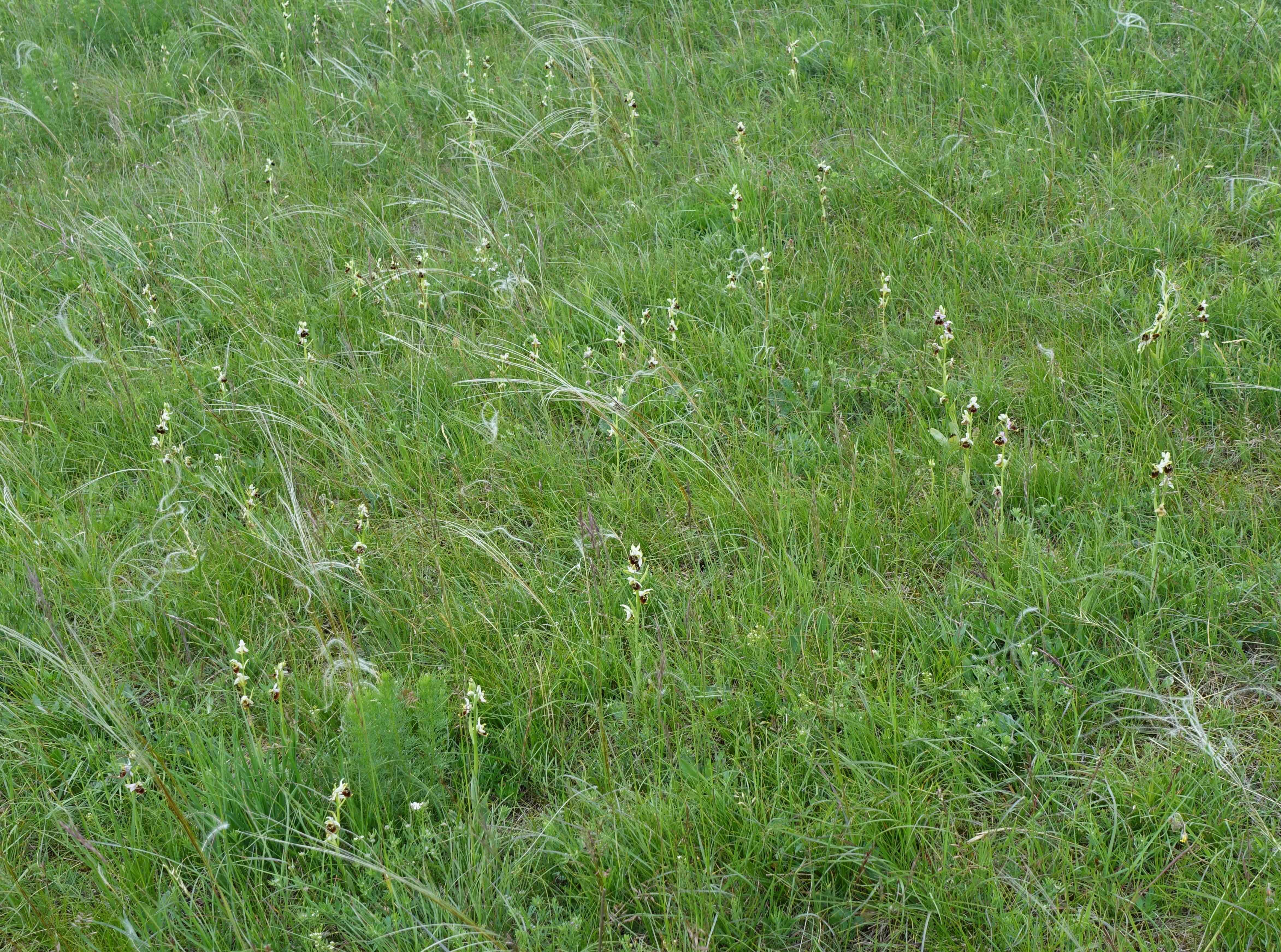 DSC06170c.JPG