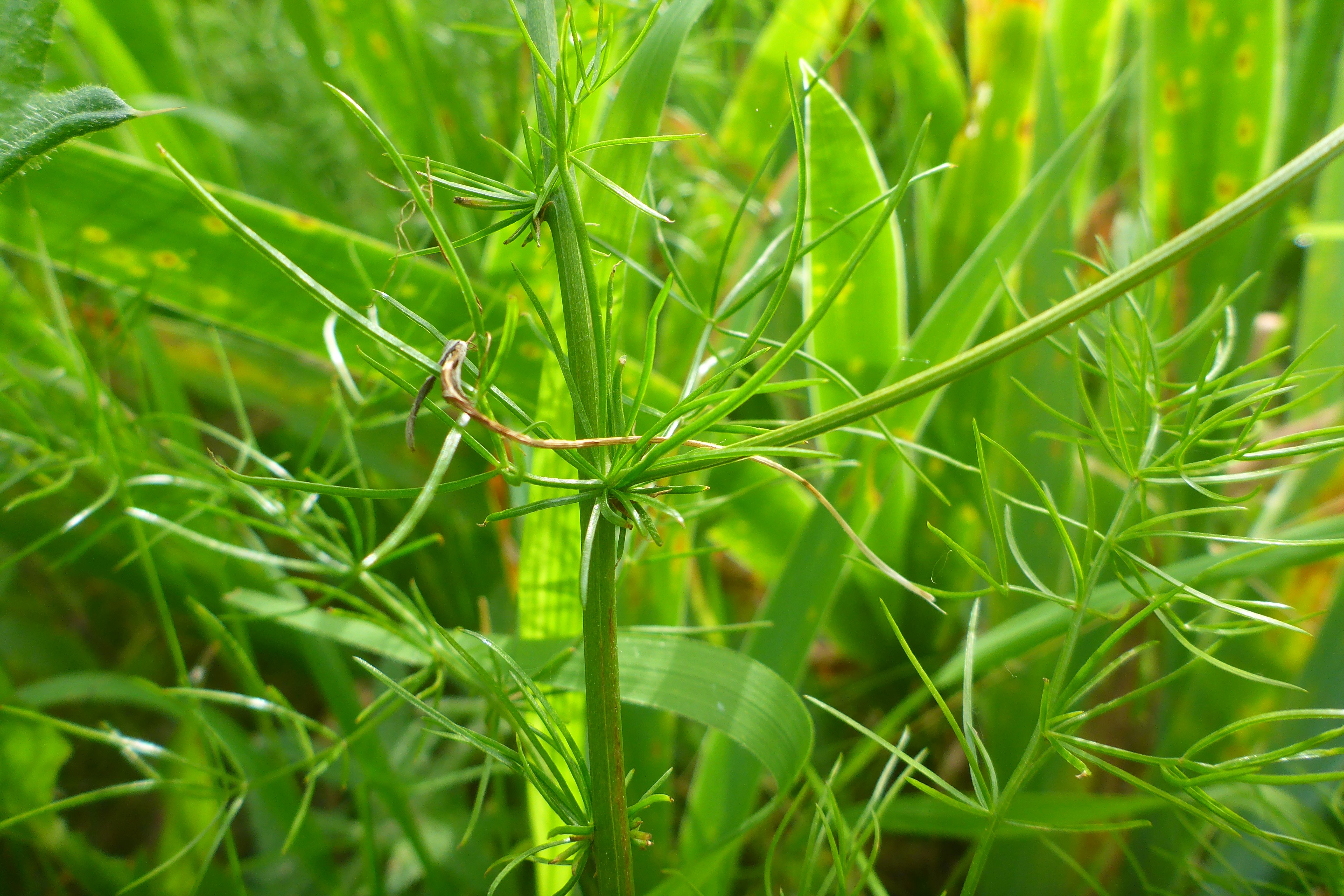 P3360536 asparagus prellenkirchen-mitte, 2025-05-28.jpg
