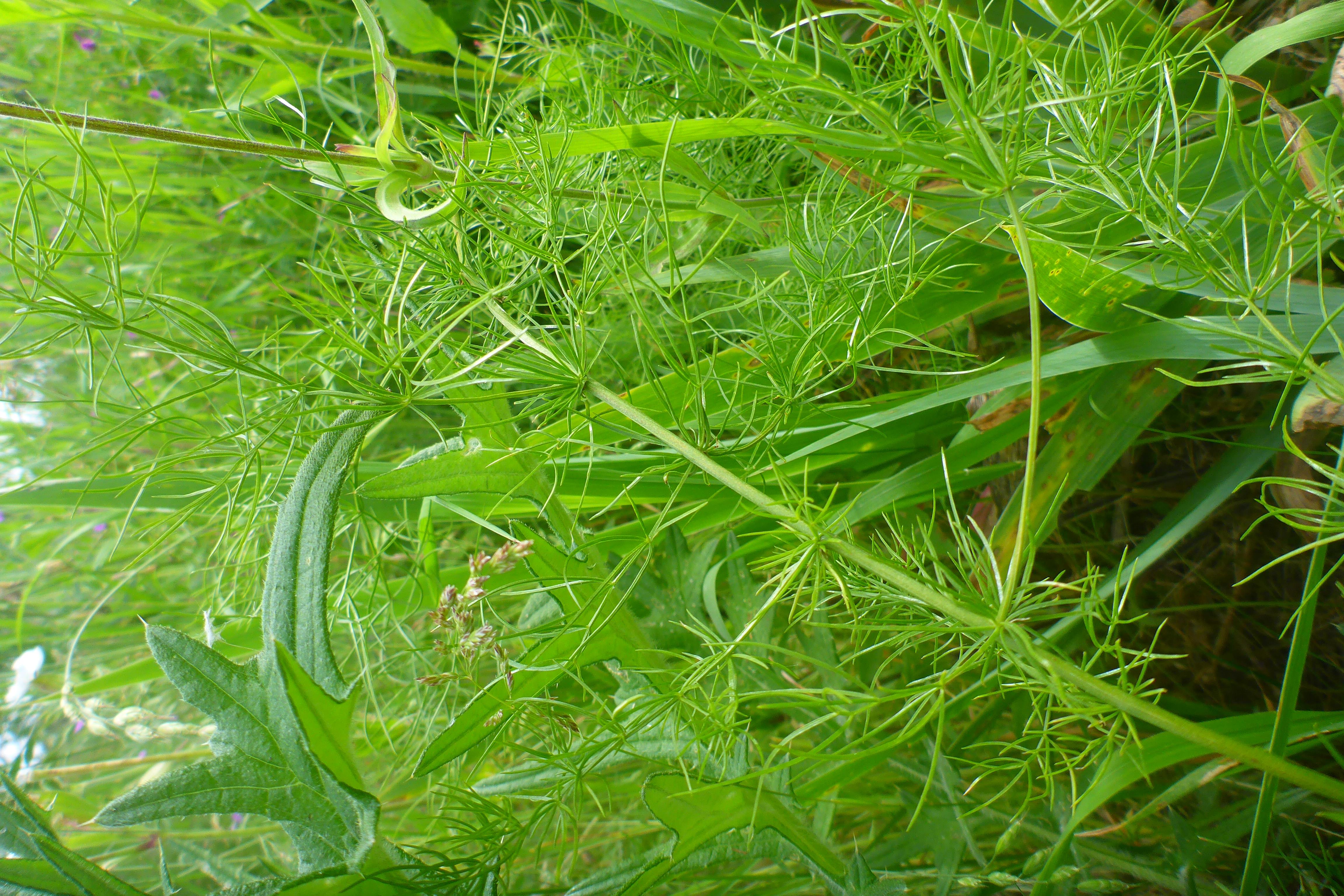 P3360537 asparagus prellenkirchen-mitte, 2025-05-28.jpg