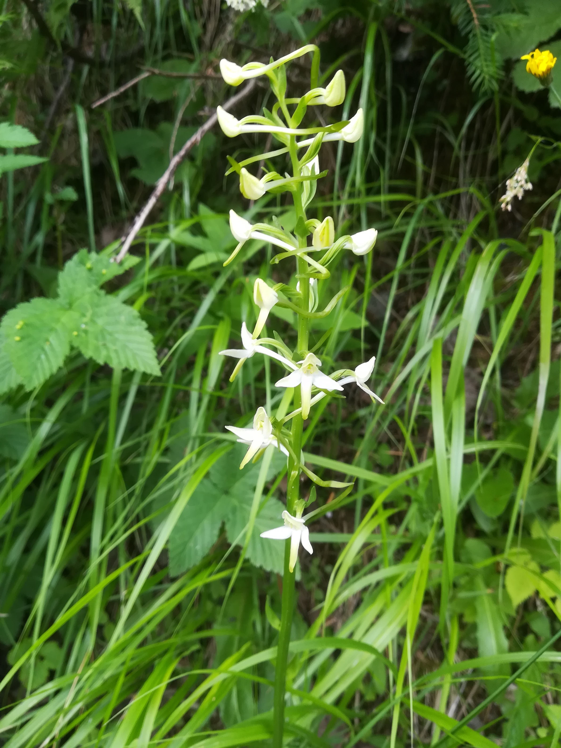 platanthera cf. bifolia fleiß weststeiermark sperre großsölk_20180604_133540.jpg