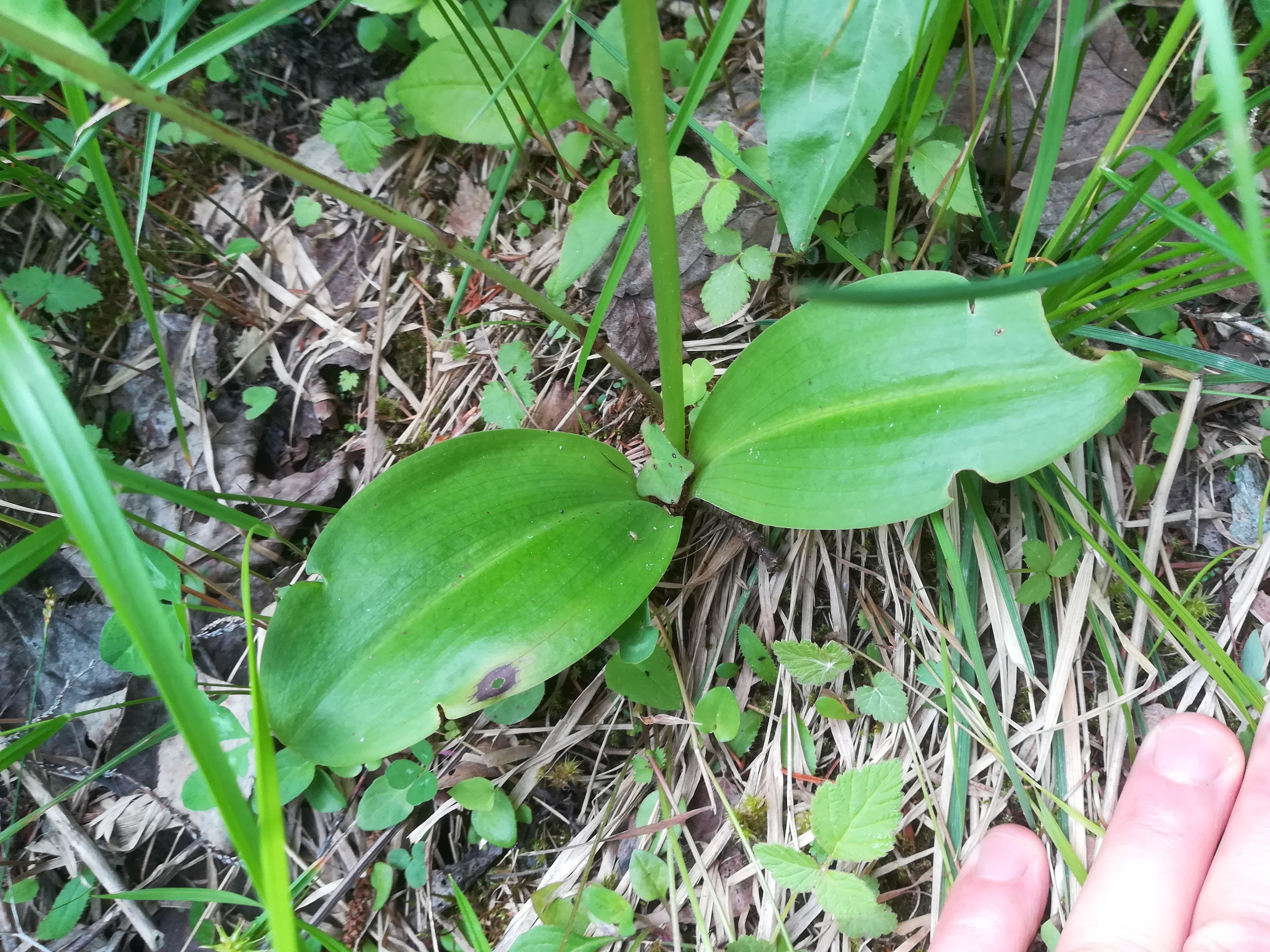 platanthera cf. bifolia fleiß weststeiermark sperre großsölk_20180604_133550.jpg