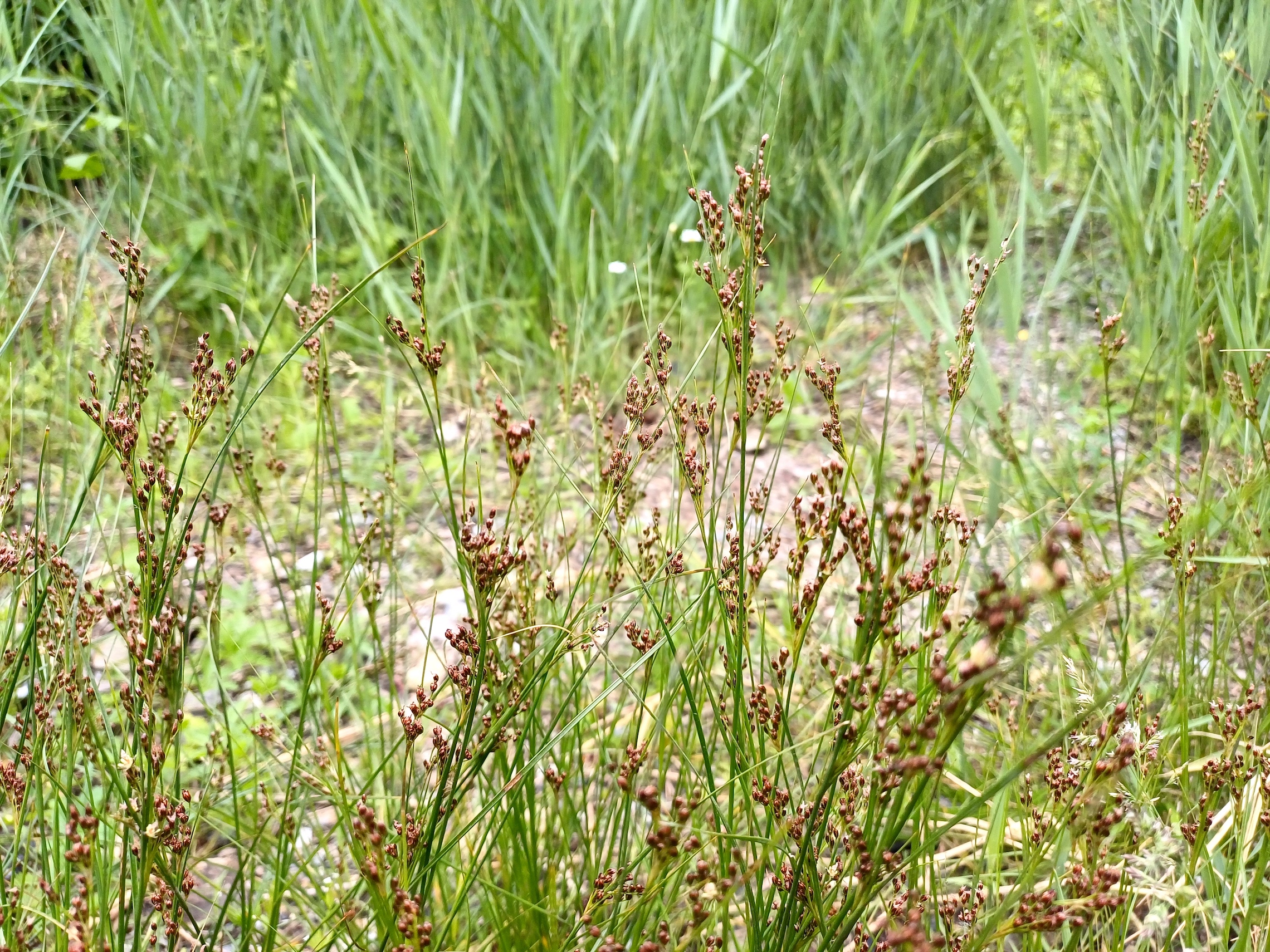 juncus compressus agg. um kiebitzbach gramatneusiedl 20250530_110109.jpg