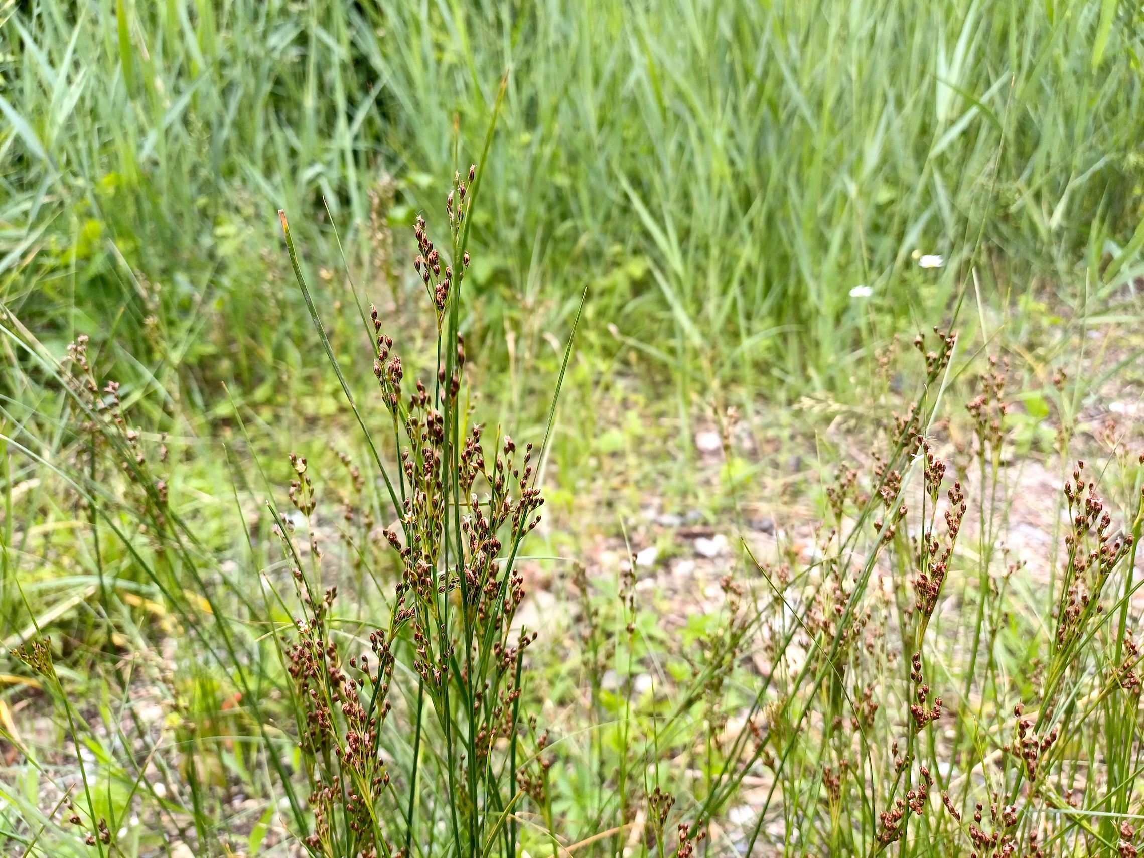 juncus compressus agg. um kiebitzbach gramatneusiedl 20250530_110119.jpg