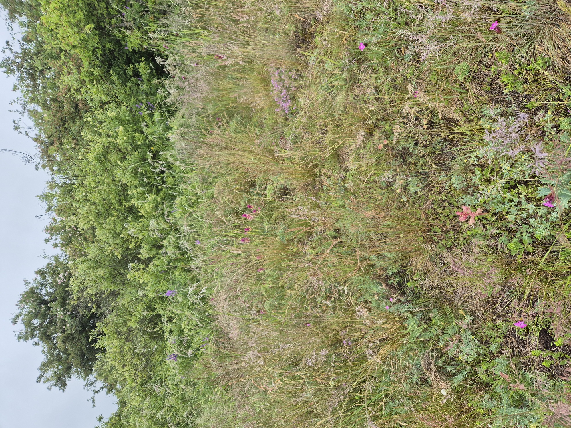 20250530_084553.jpg