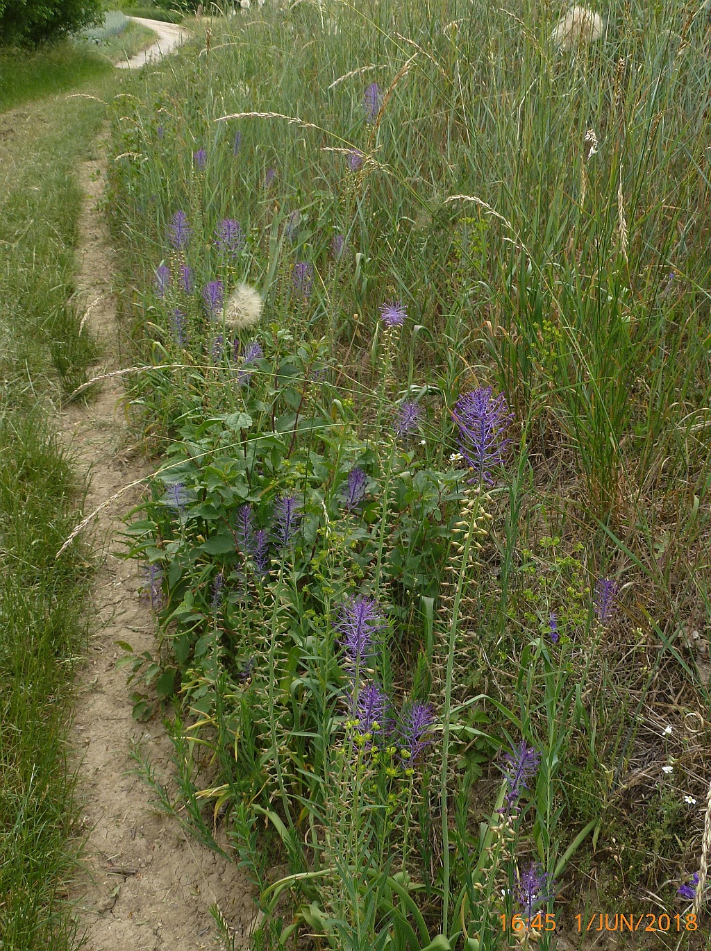 3P1620471 ca 40 Ind.jpg