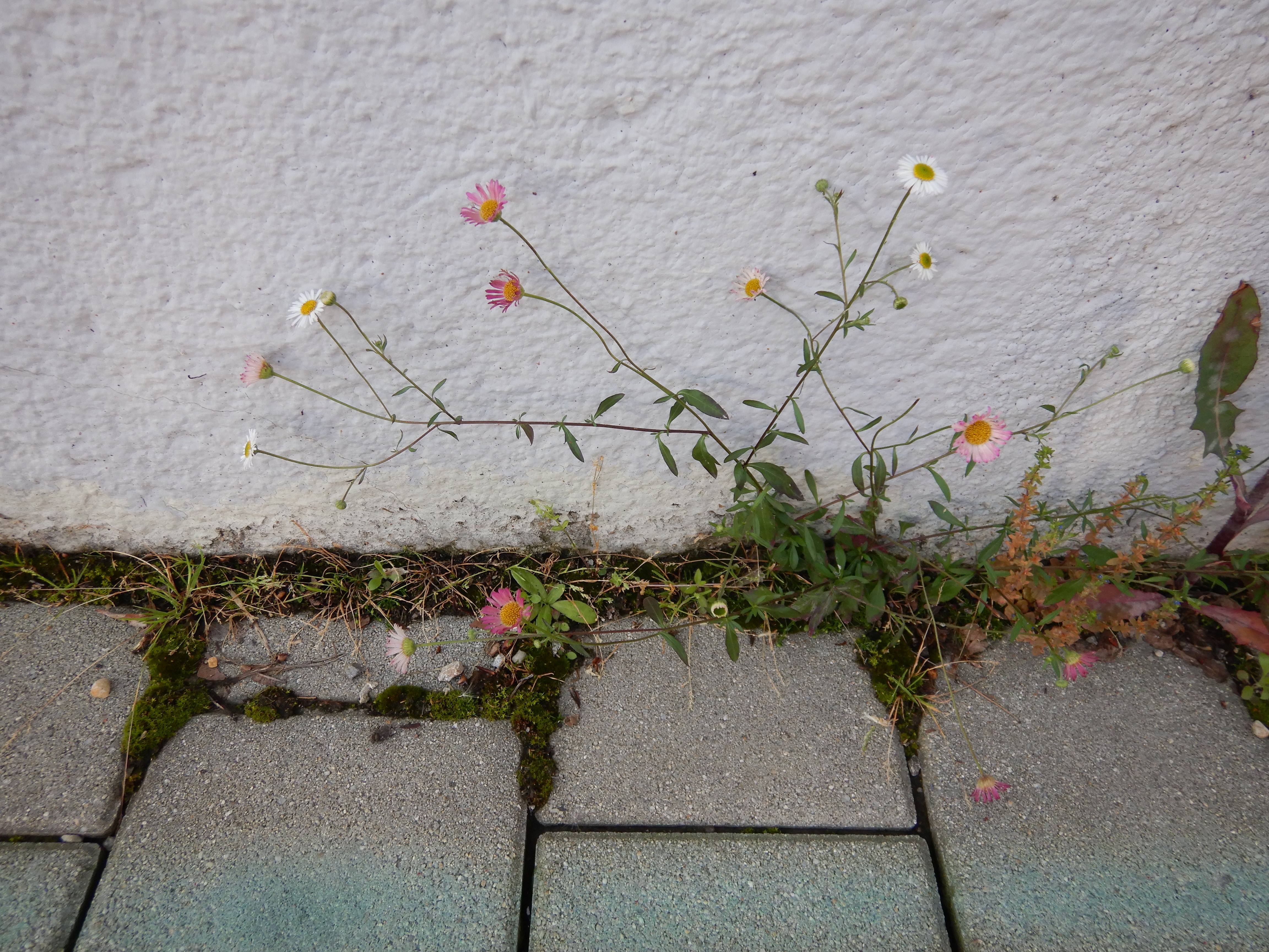 DSCN1434 erigeron cf. karvinskianus, hohenau, 2025-06-04.jpg