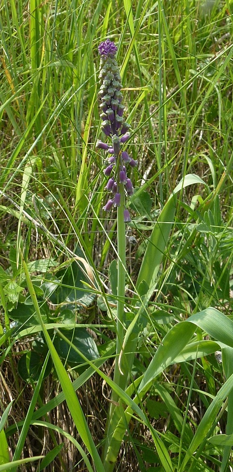 P1620317 Muscari comosum-schopfhyacithe.jpg