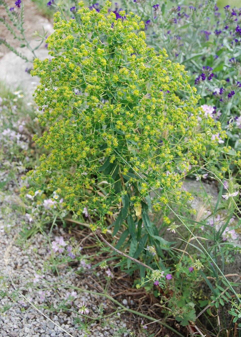 Pfaffstätten-03062018-(50)-Glaslauterriegel neu.JPG