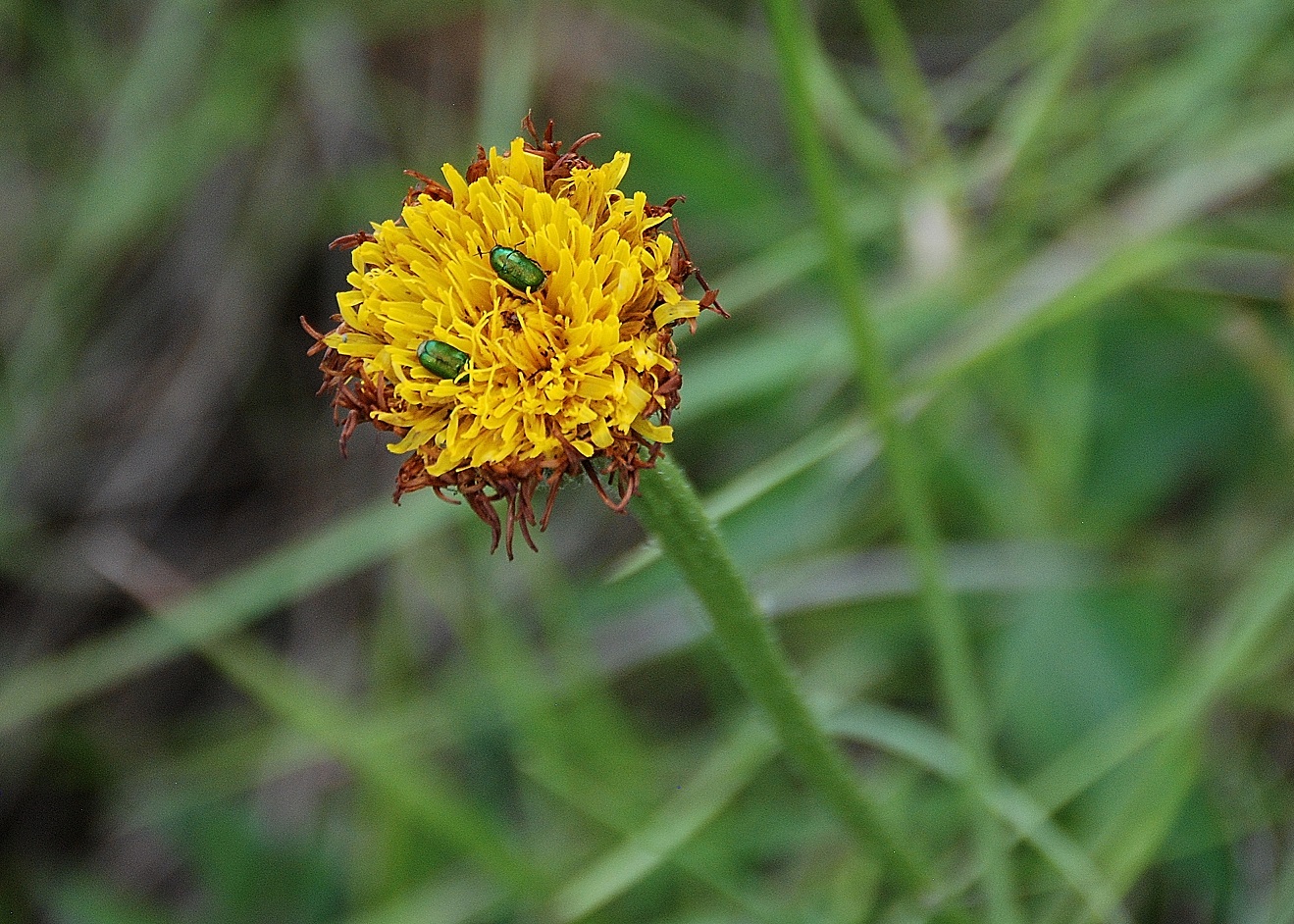 Eichkogel - Mödling - 25052018-(89) - Pflanze - gelb - unbestimmt.JPG
