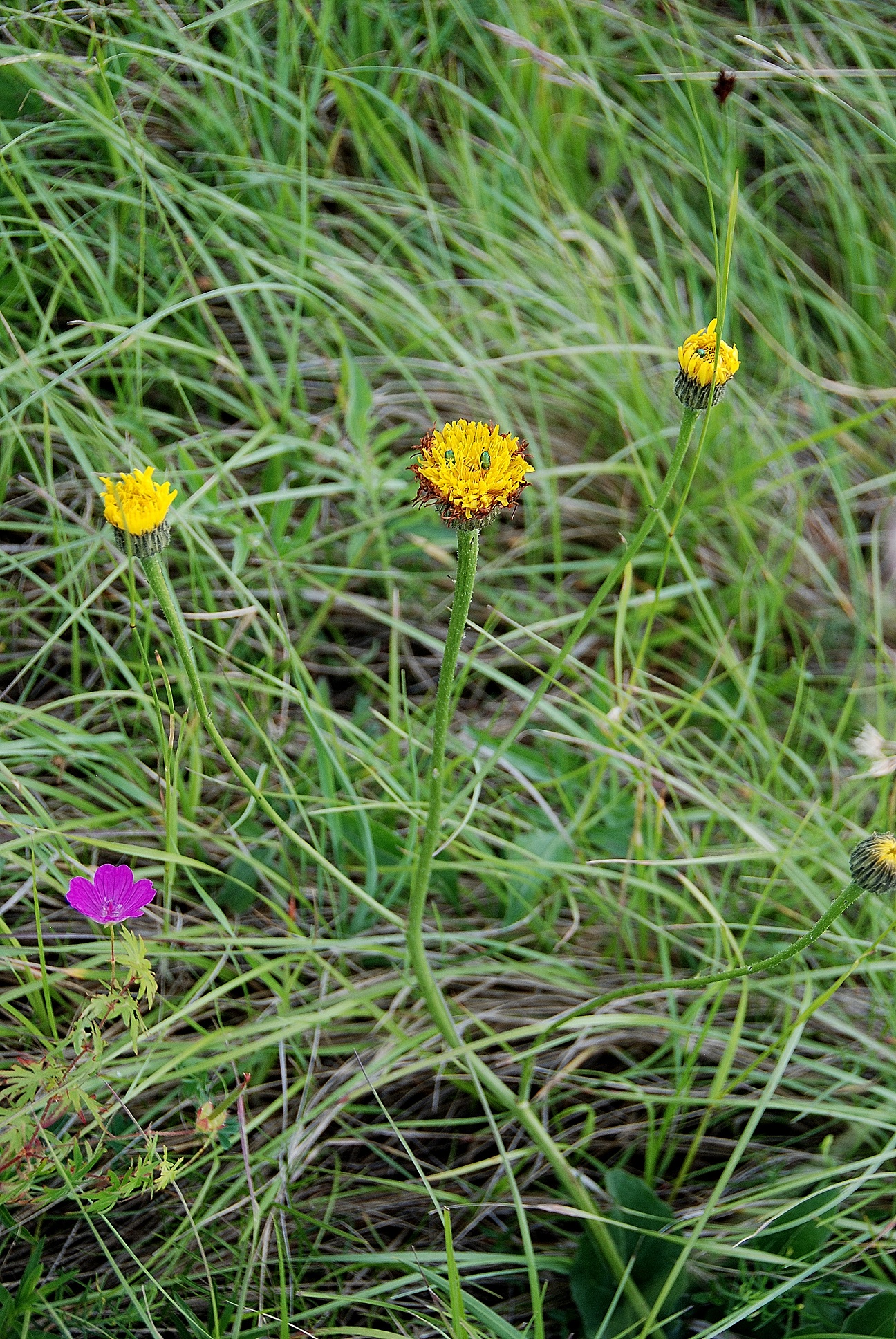 Eichkogel - Mödling - 25052018-(90) - Pflanze - gelb - unbestimmt.JPG