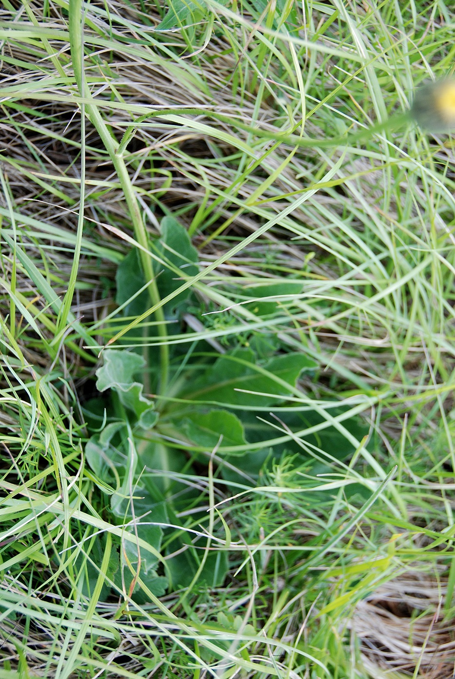 Eichkogel - Mödling - 25052018-(92) - Pflanze - gelb - unbestimmt.JPG