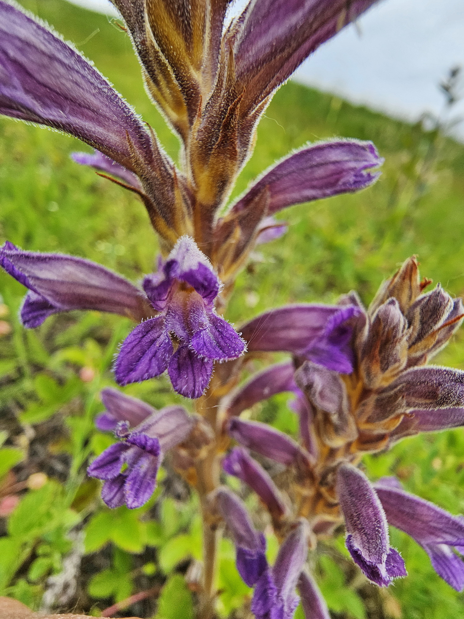Phelipanche purpurea 2.jpg
