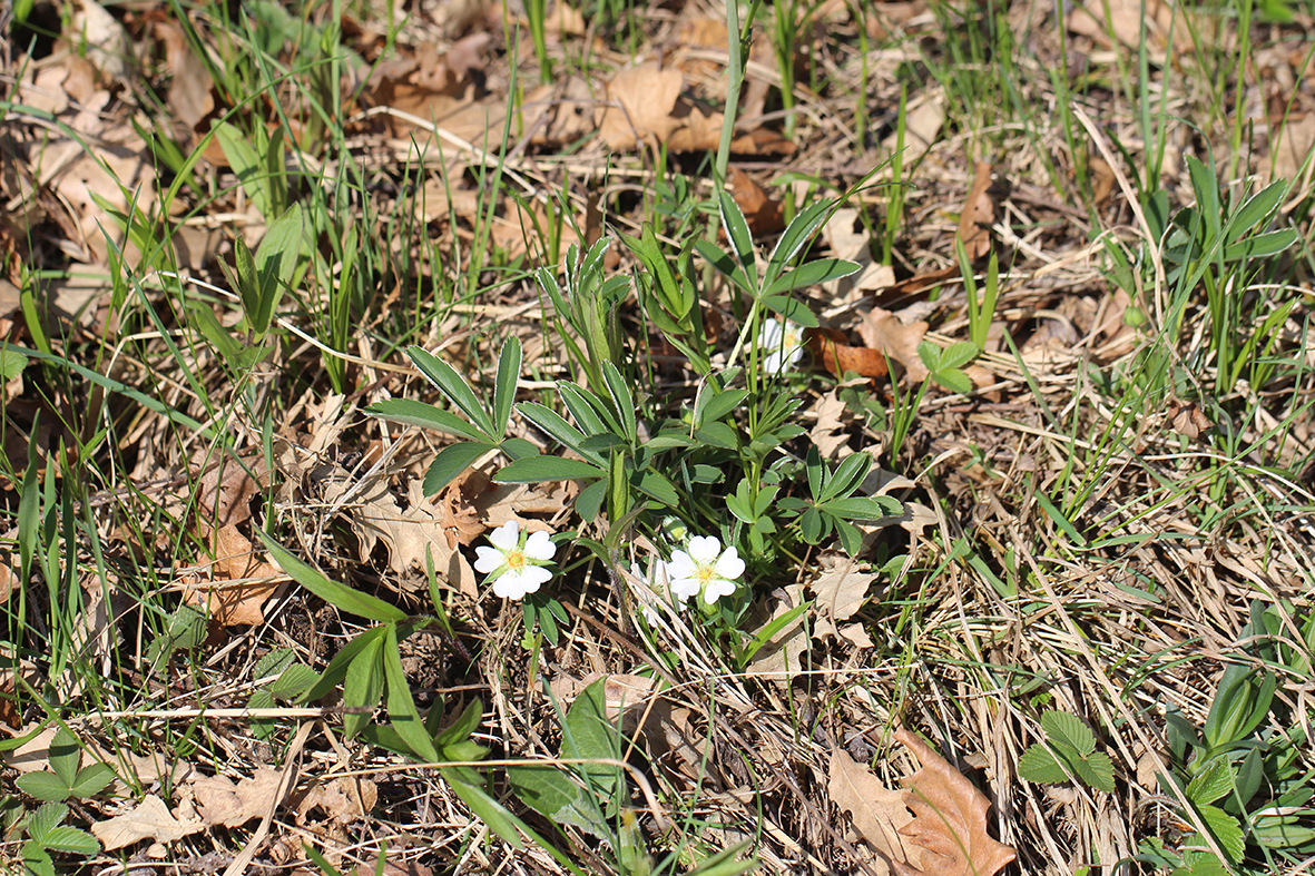 Potentilla alba Schricker Wald 10.4.2017  (1) klein.jpg
