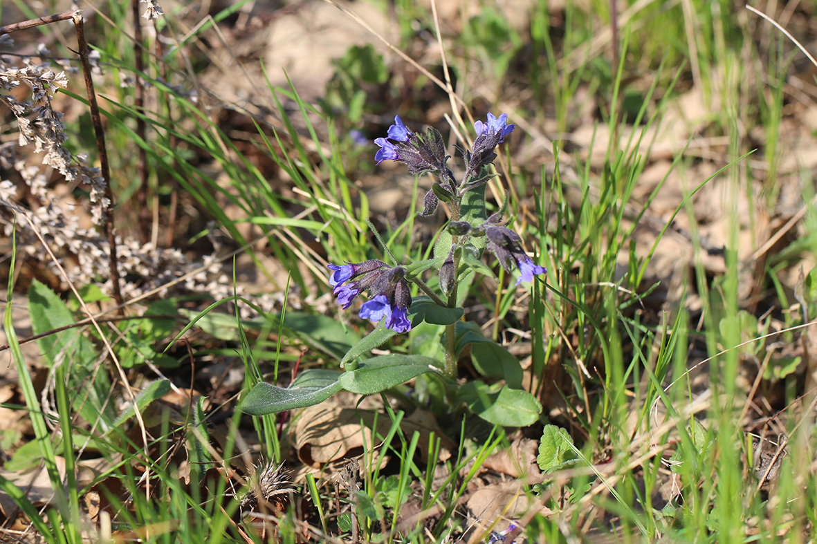 Pulmonaria mollis Weiches Lungenkraut Schricker Wald 10.4.2017 klein.jpg