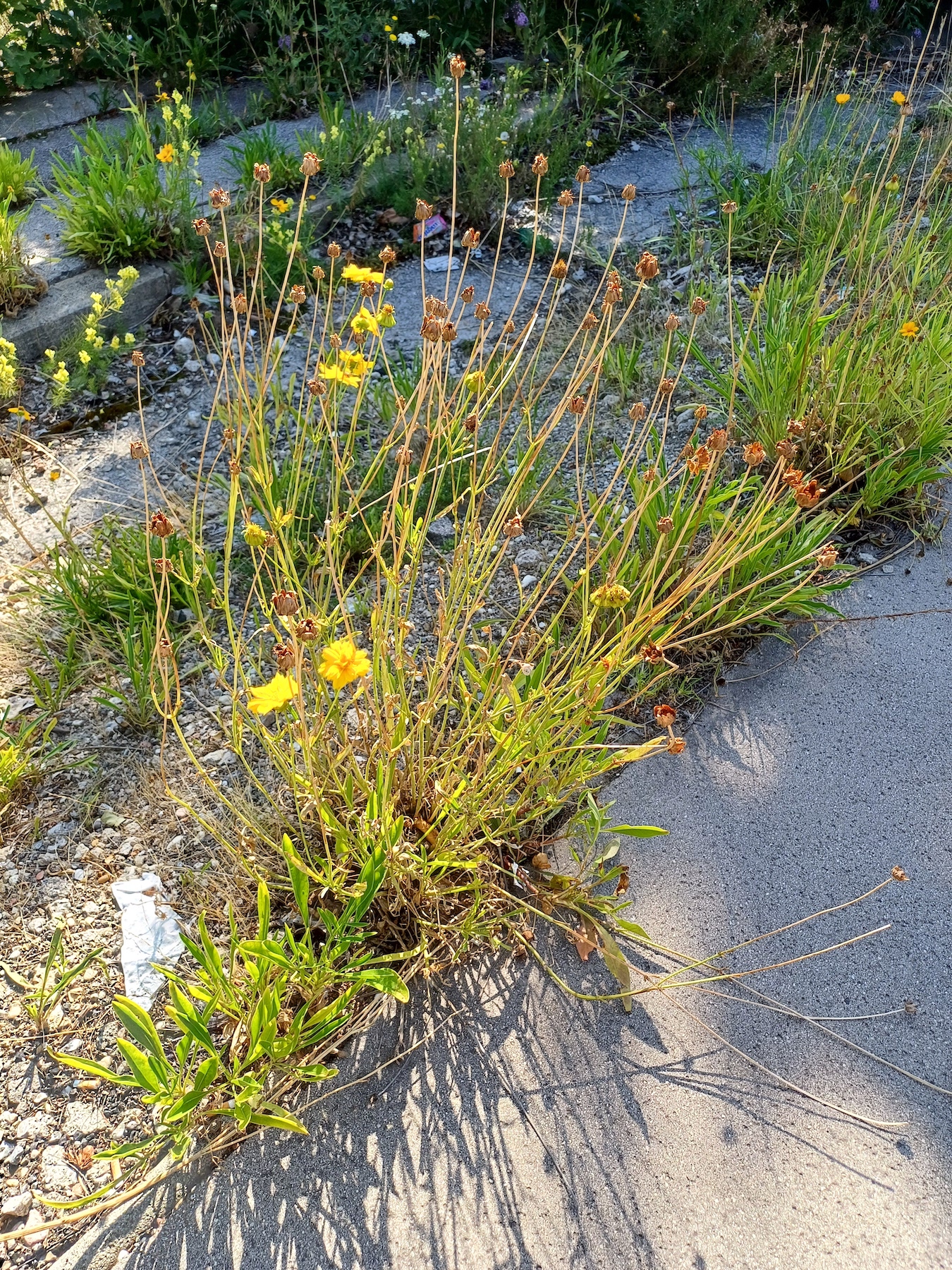 coreopsis lanceolata franz-grill-straße 20250719_094551.jpg