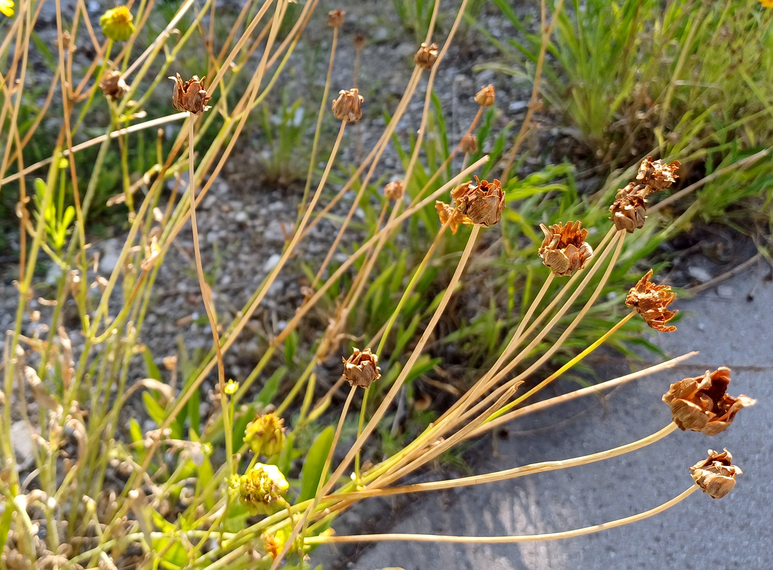 coreopsis lanceolata franz-grill-straße 20250719_094558.jpg