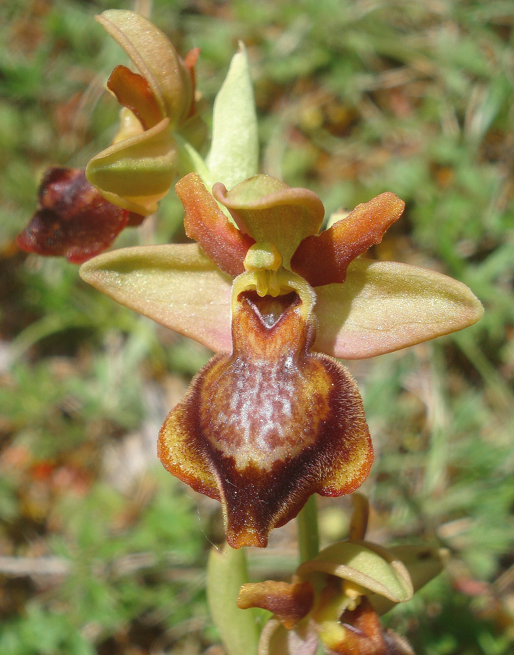 Oph.aveyronensis x lutea.F-Cevennen Lapanouse.deCernon.16. Mai 25.JPG