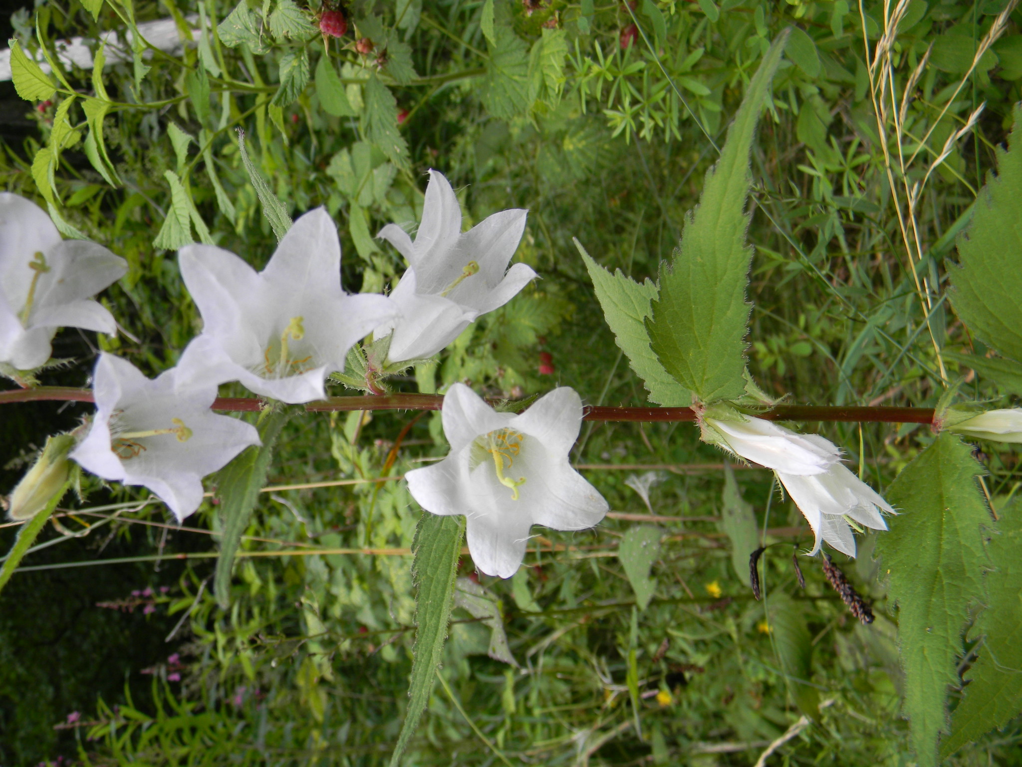 DSCN1528.JPG