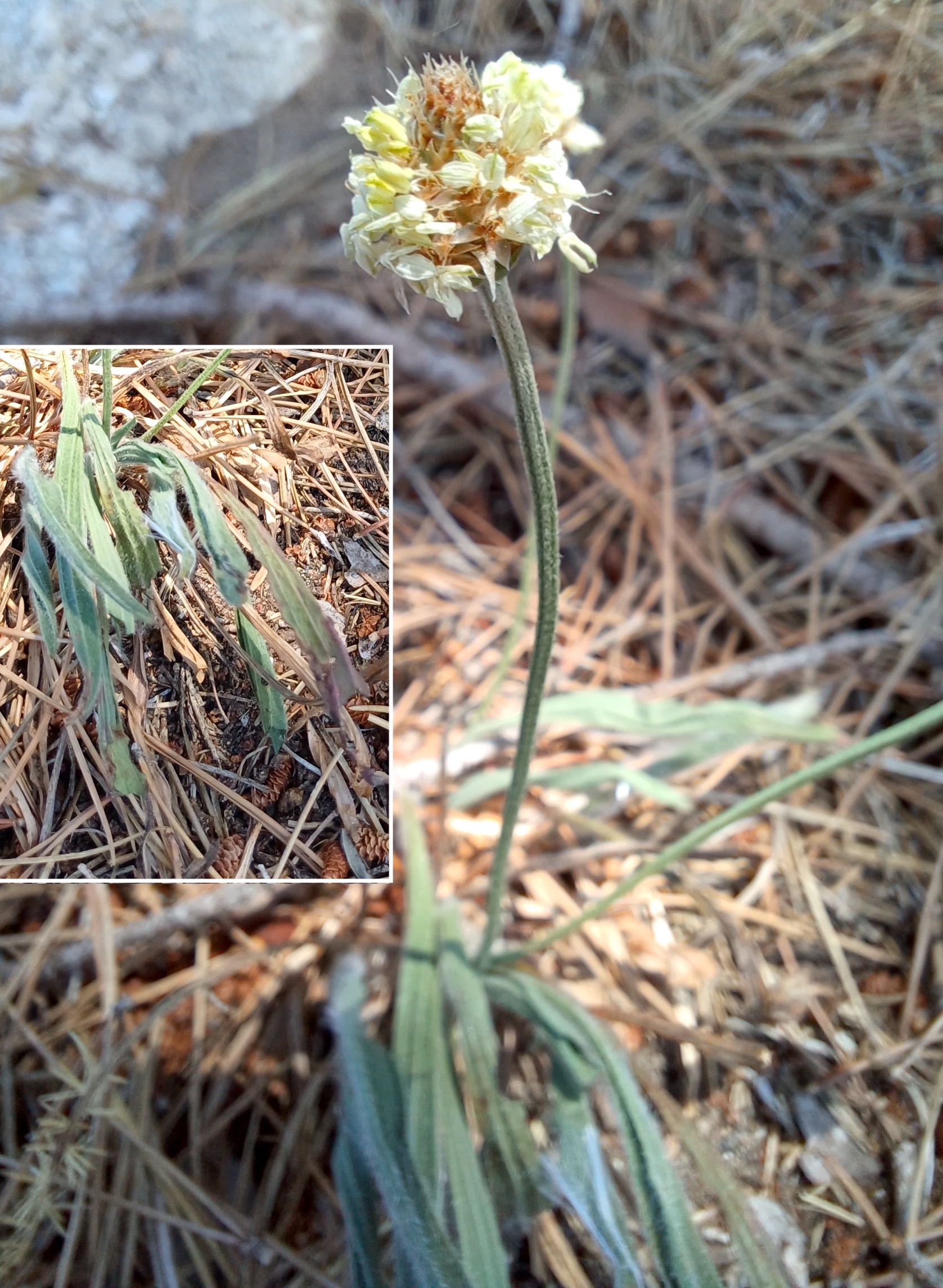 plantago argentea septémes-les-vallons marseille bouches du rhône frankreich 20250805_132811.jpg