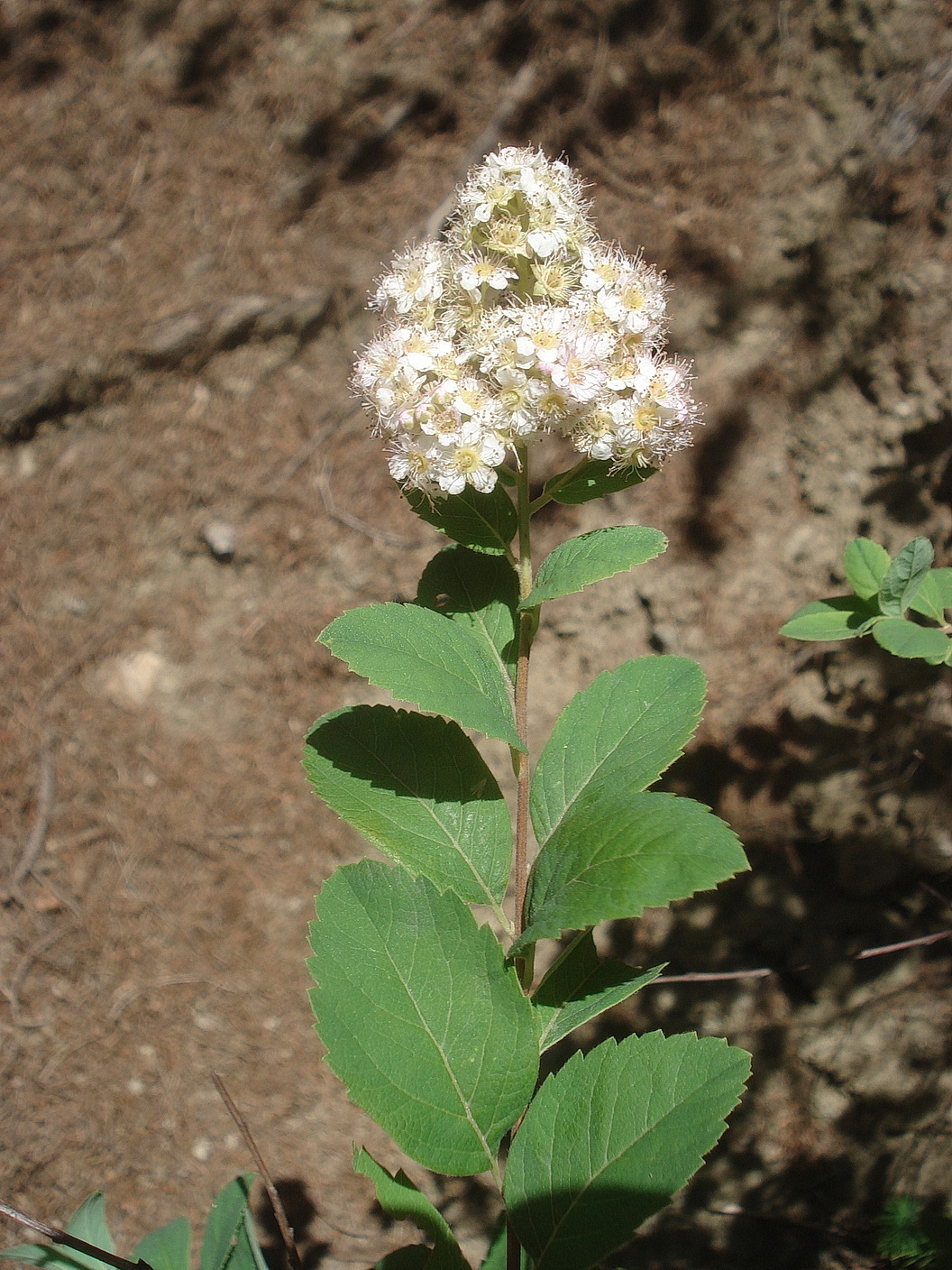DSC09300.JPG